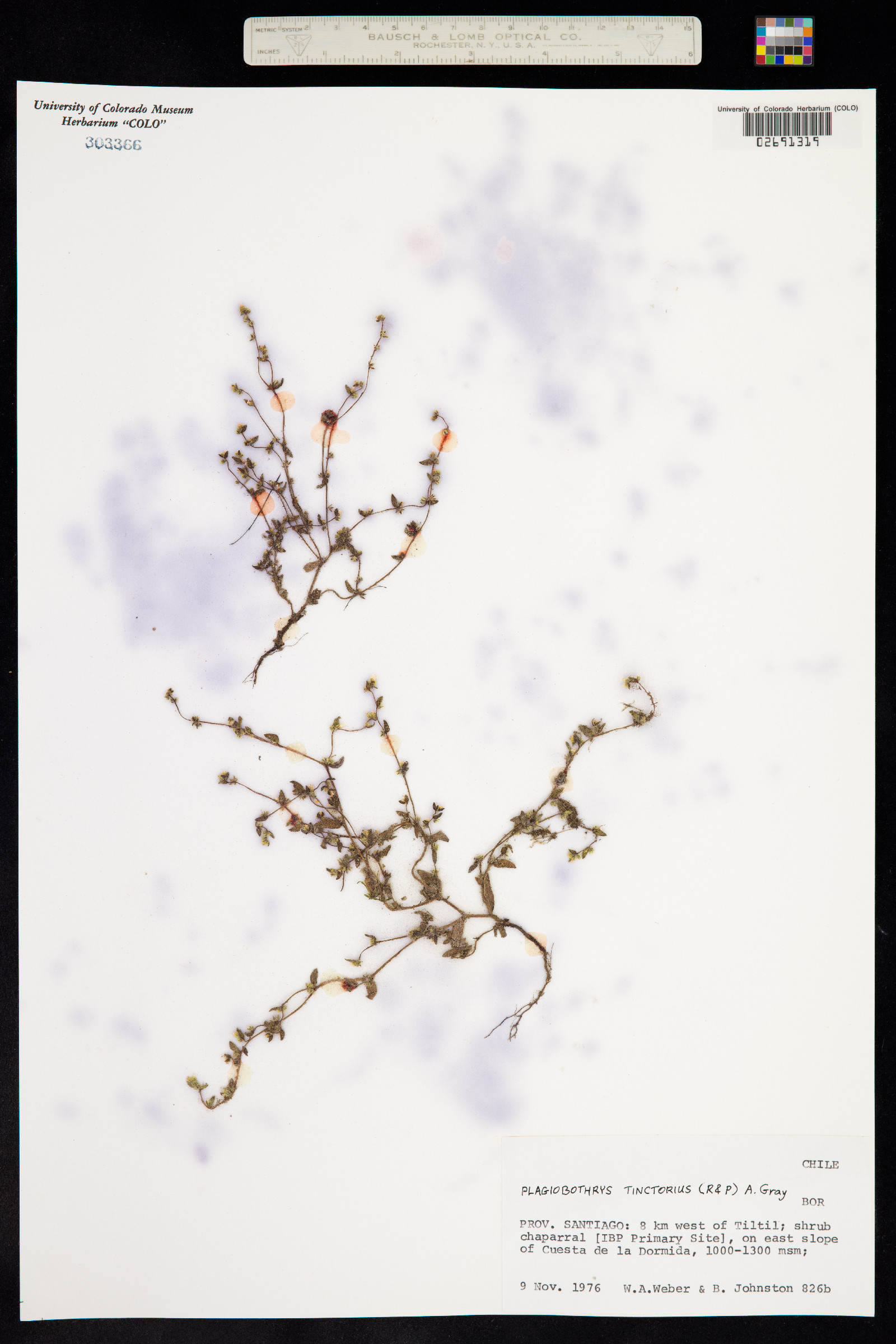 Plagiobothrys myosotoides image