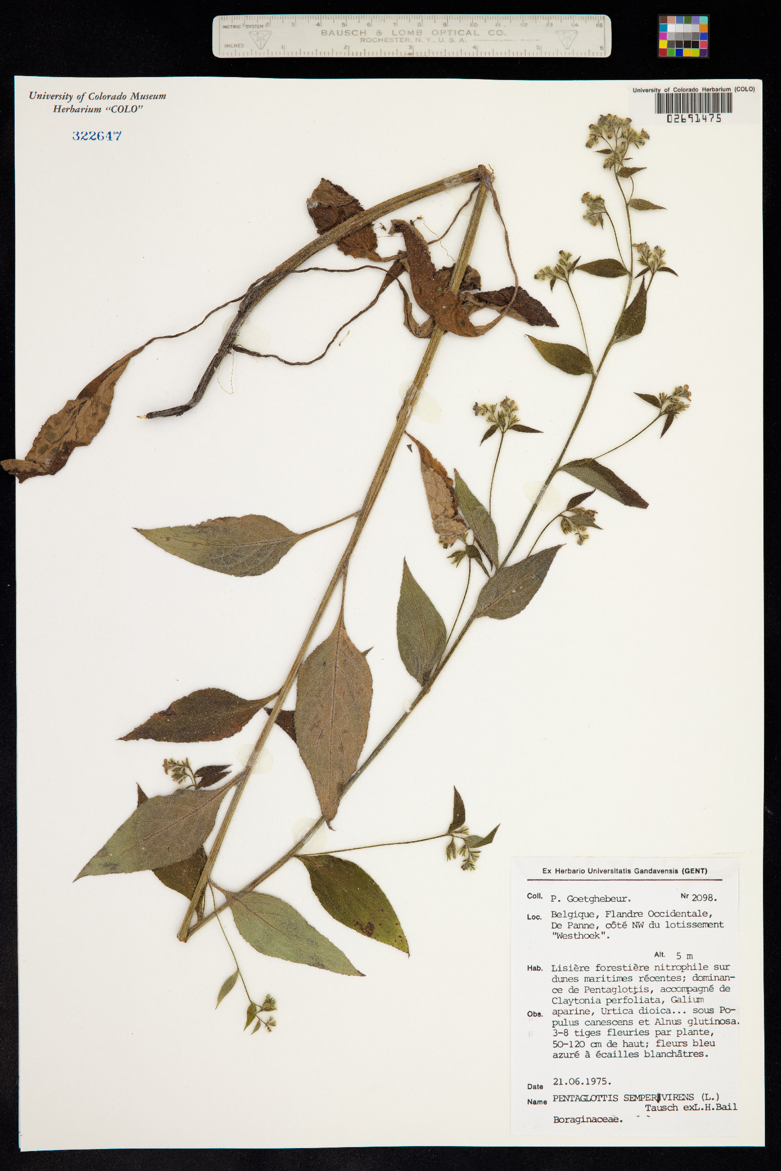 Pentaglottis sempervirens image