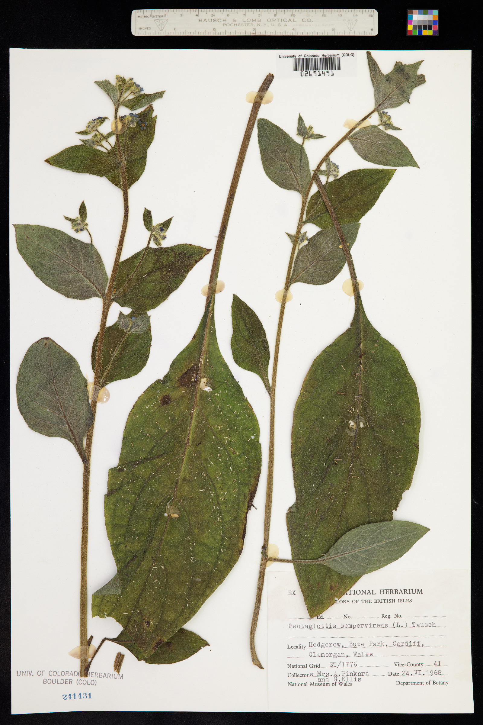 Pentaglottis sempervirens image