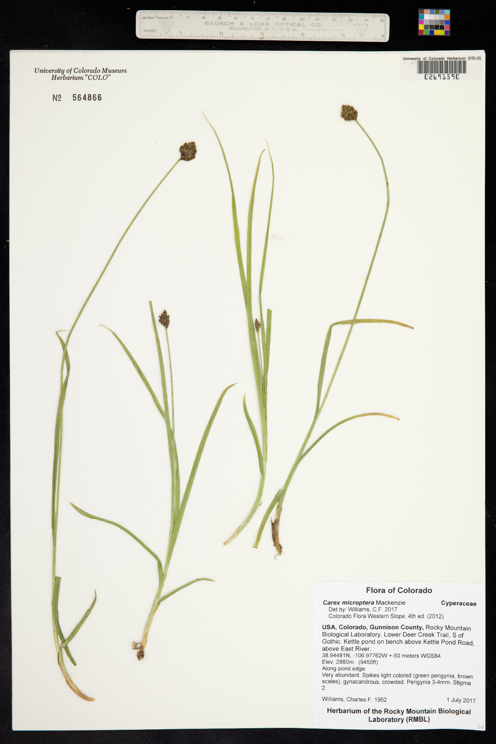 Carex microptera image