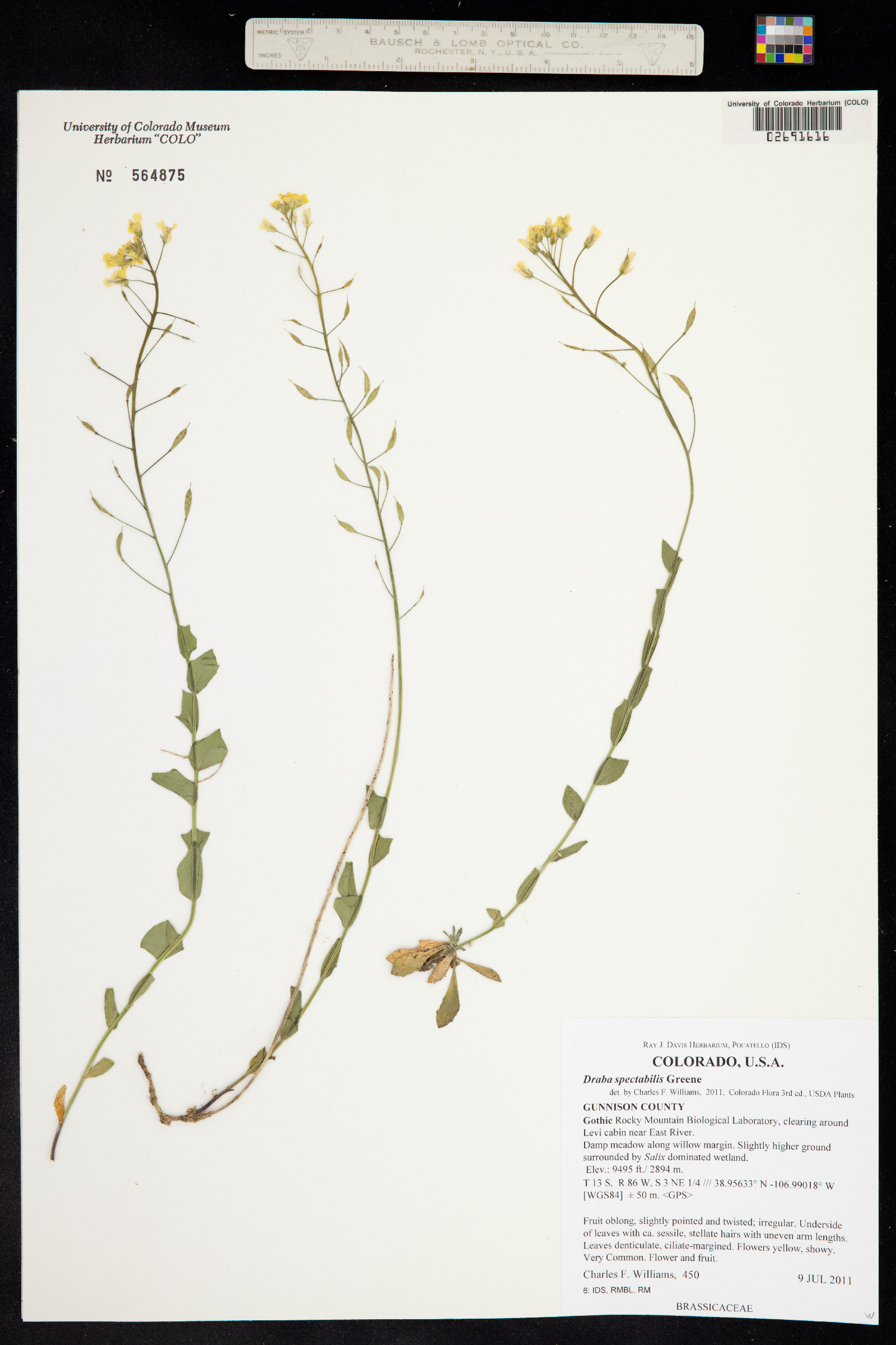 Draba spectabilis image