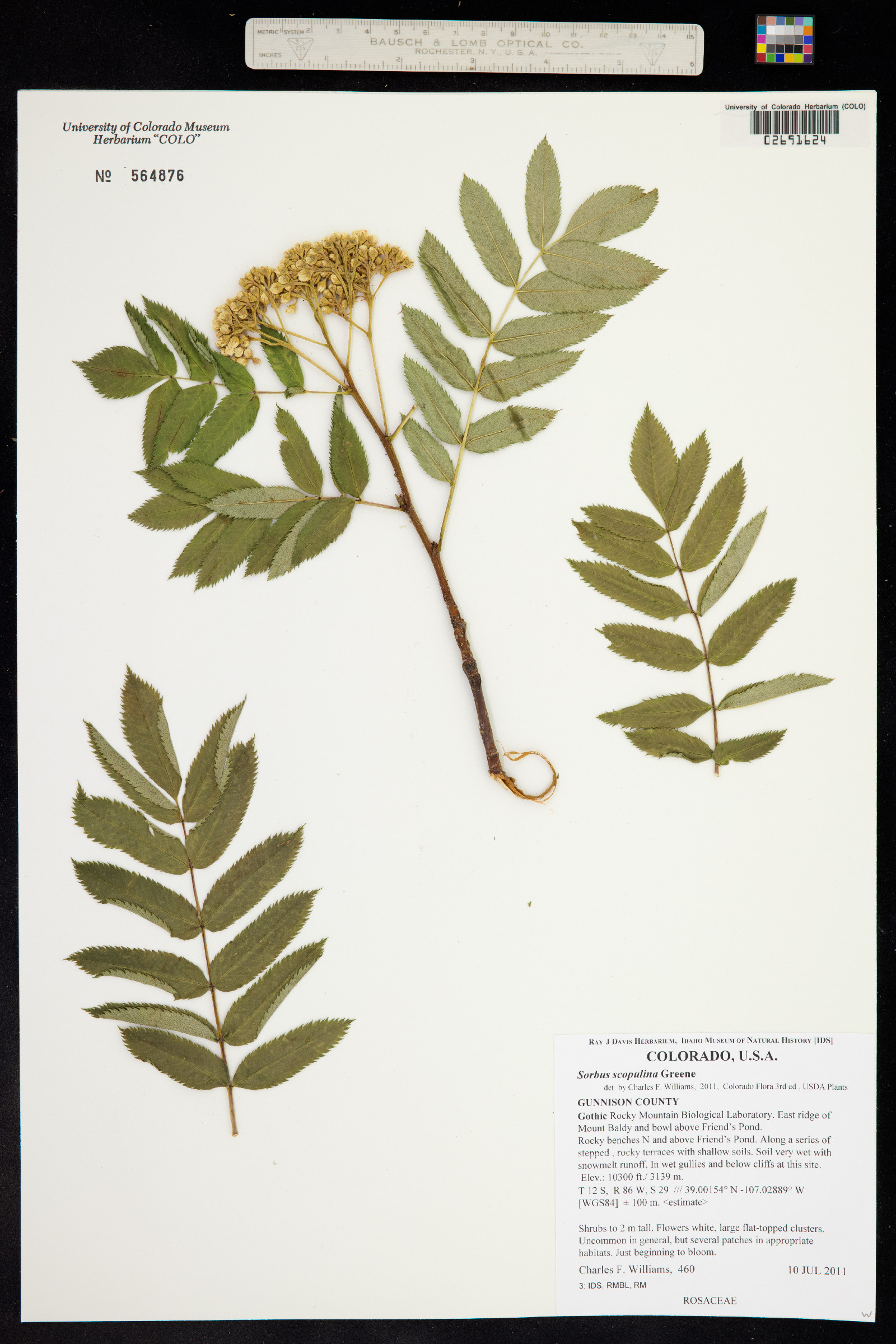 Sorbus scopulina image