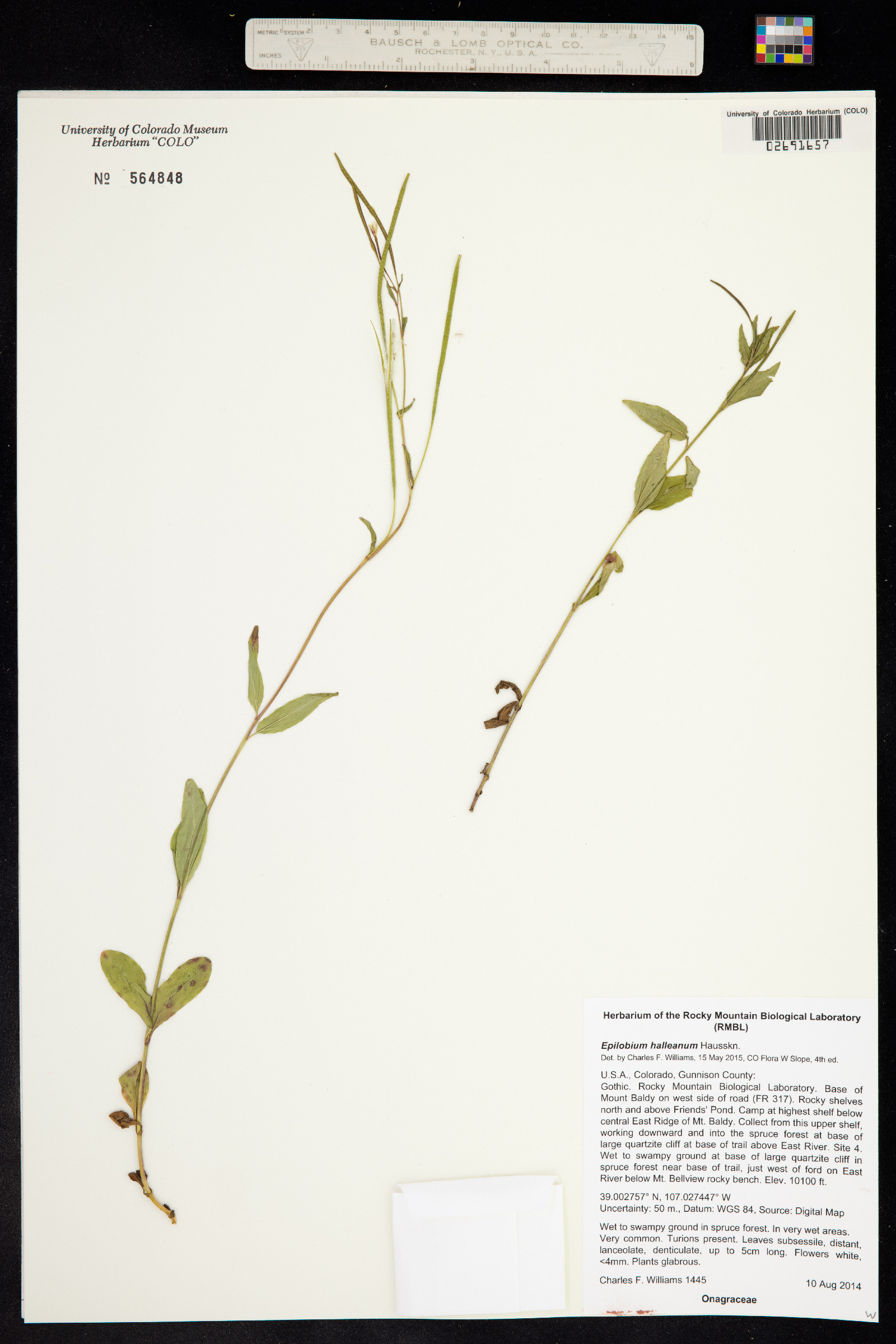 Epilobium halleanum image