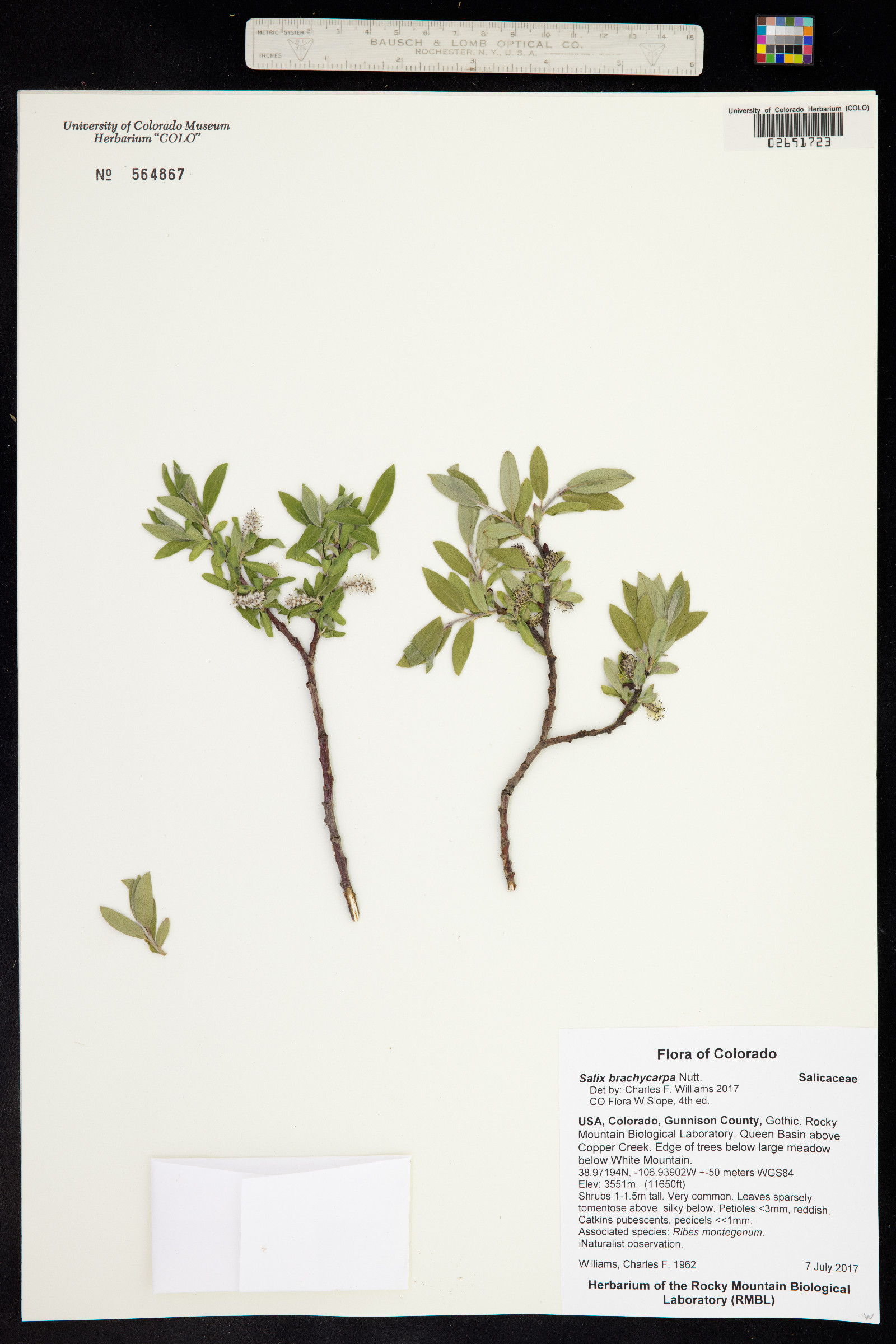 Salix brachycarpa image