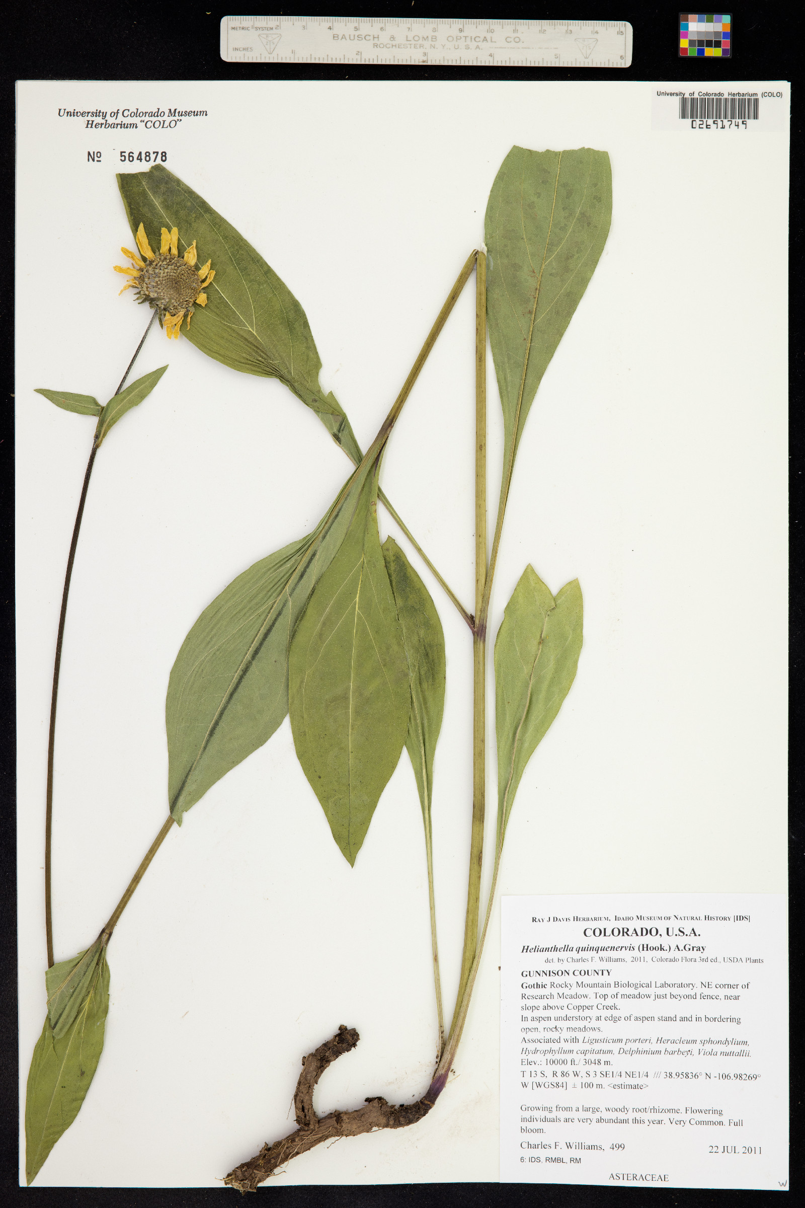 Helianthella quinquenervis image