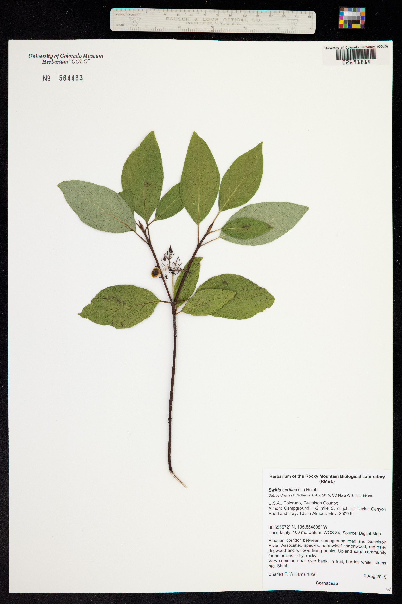 Cornus sericea image