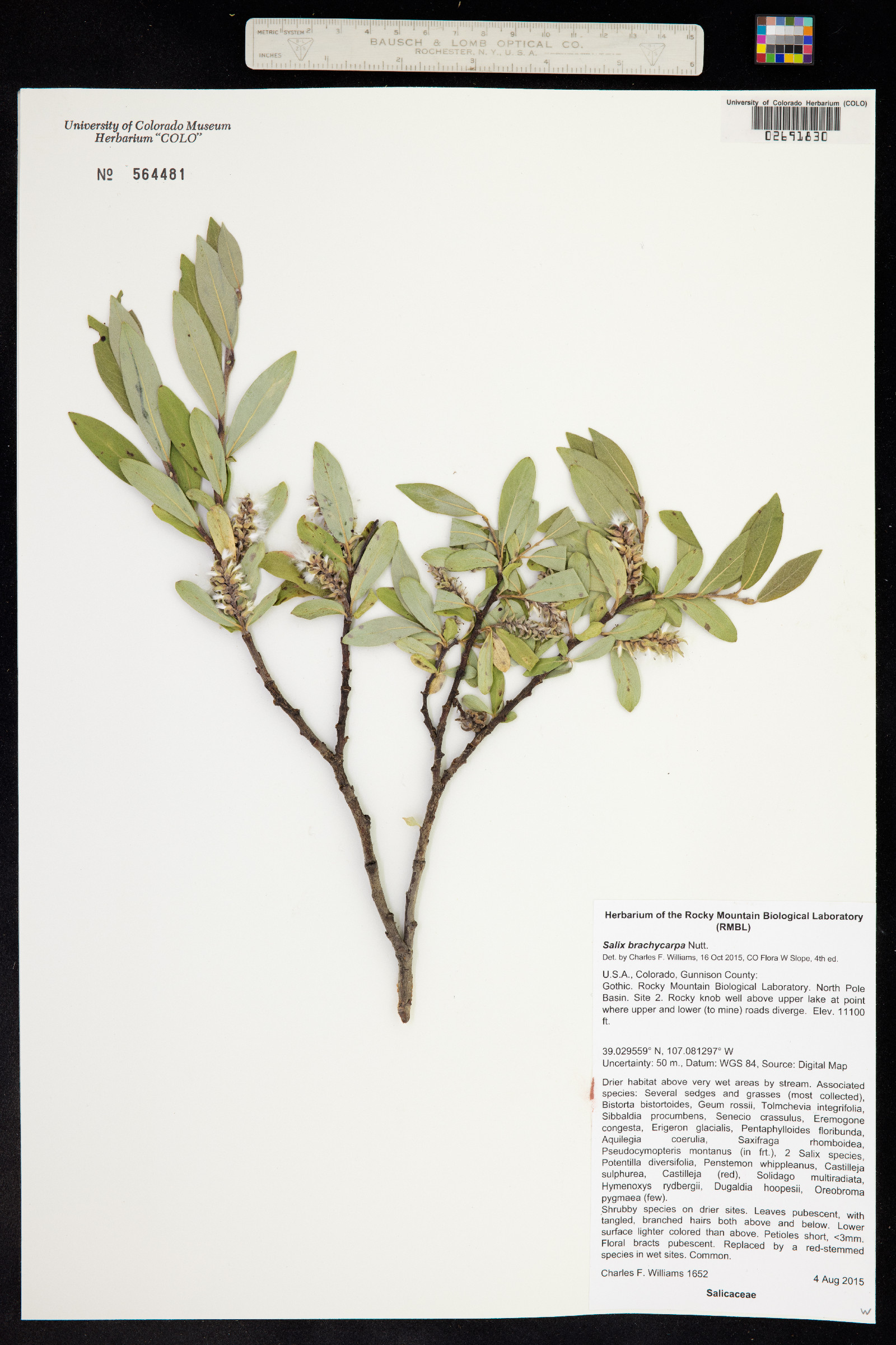 Salix brachycarpa image