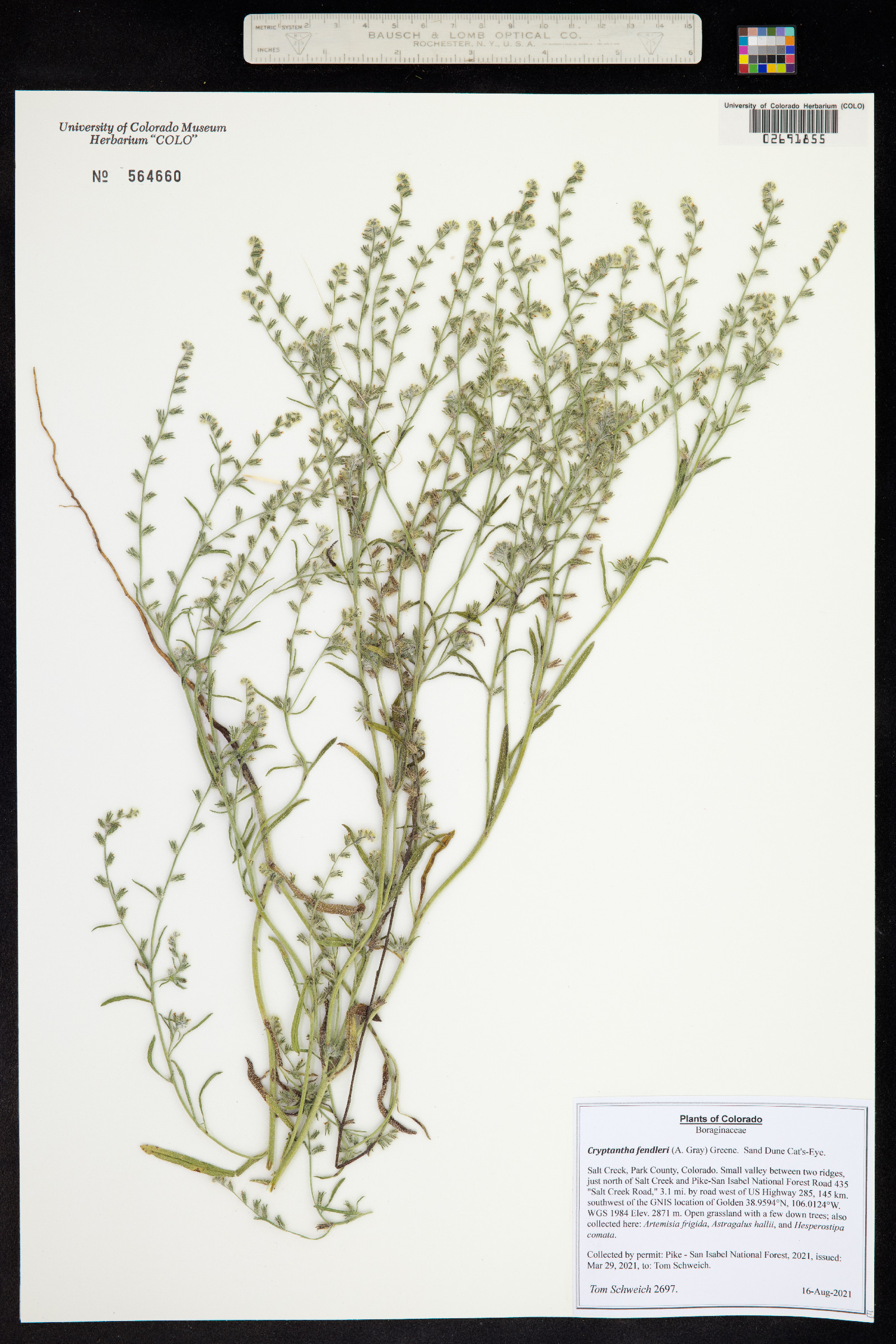Cryptantha fendleri image