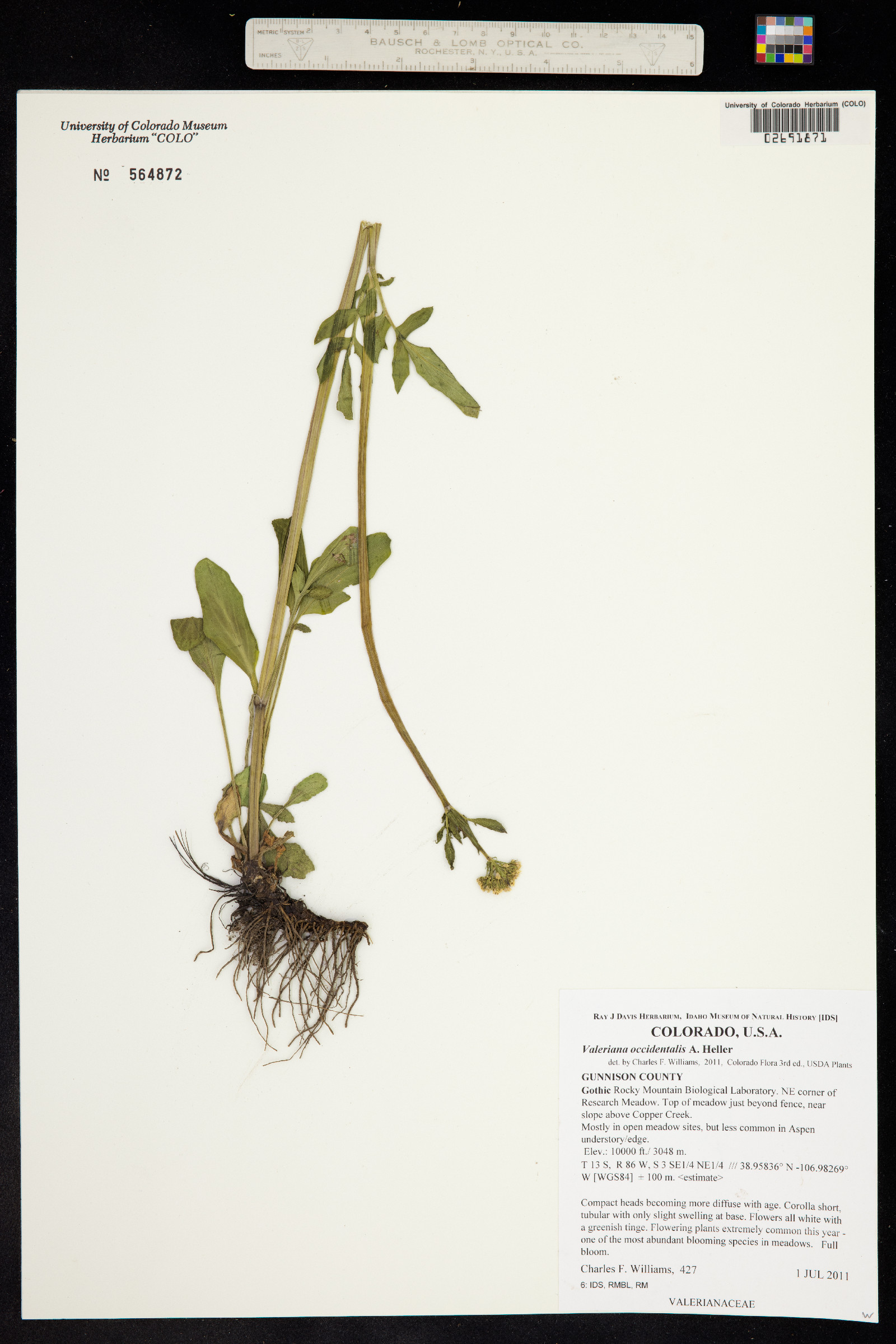Valeriana occidentalis image