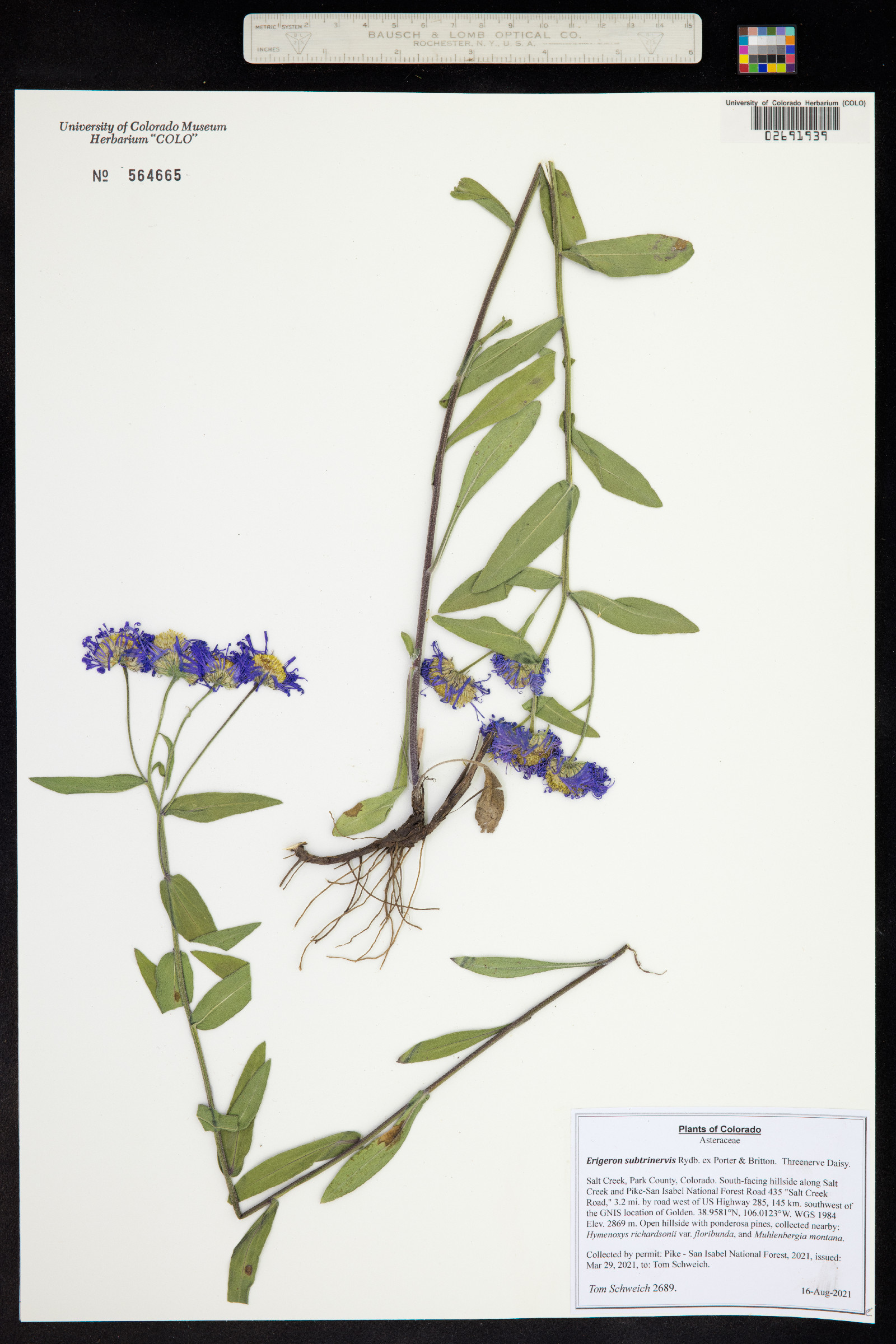 Erigeron subtrinervis image
