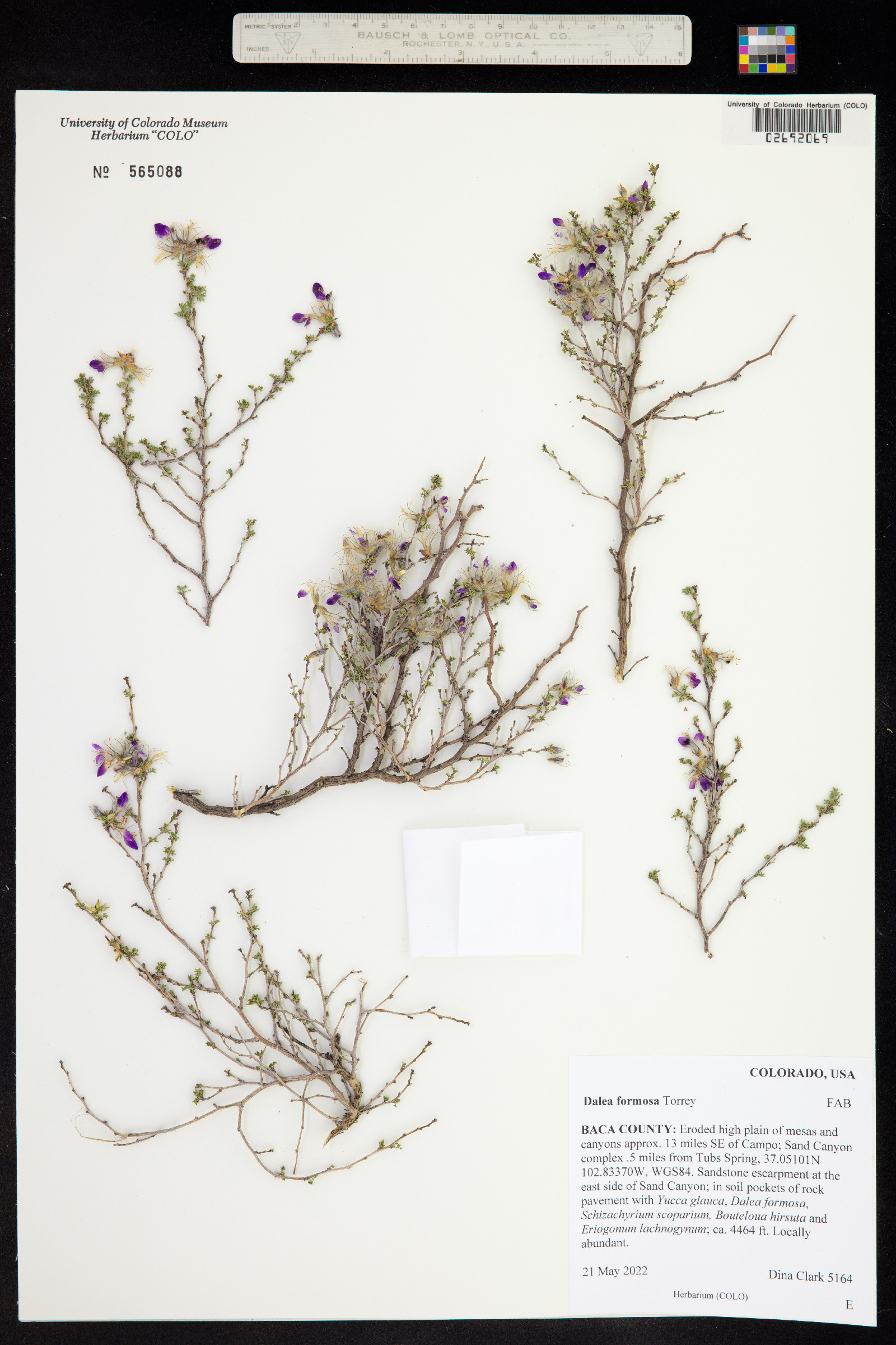 Dalea formosa image