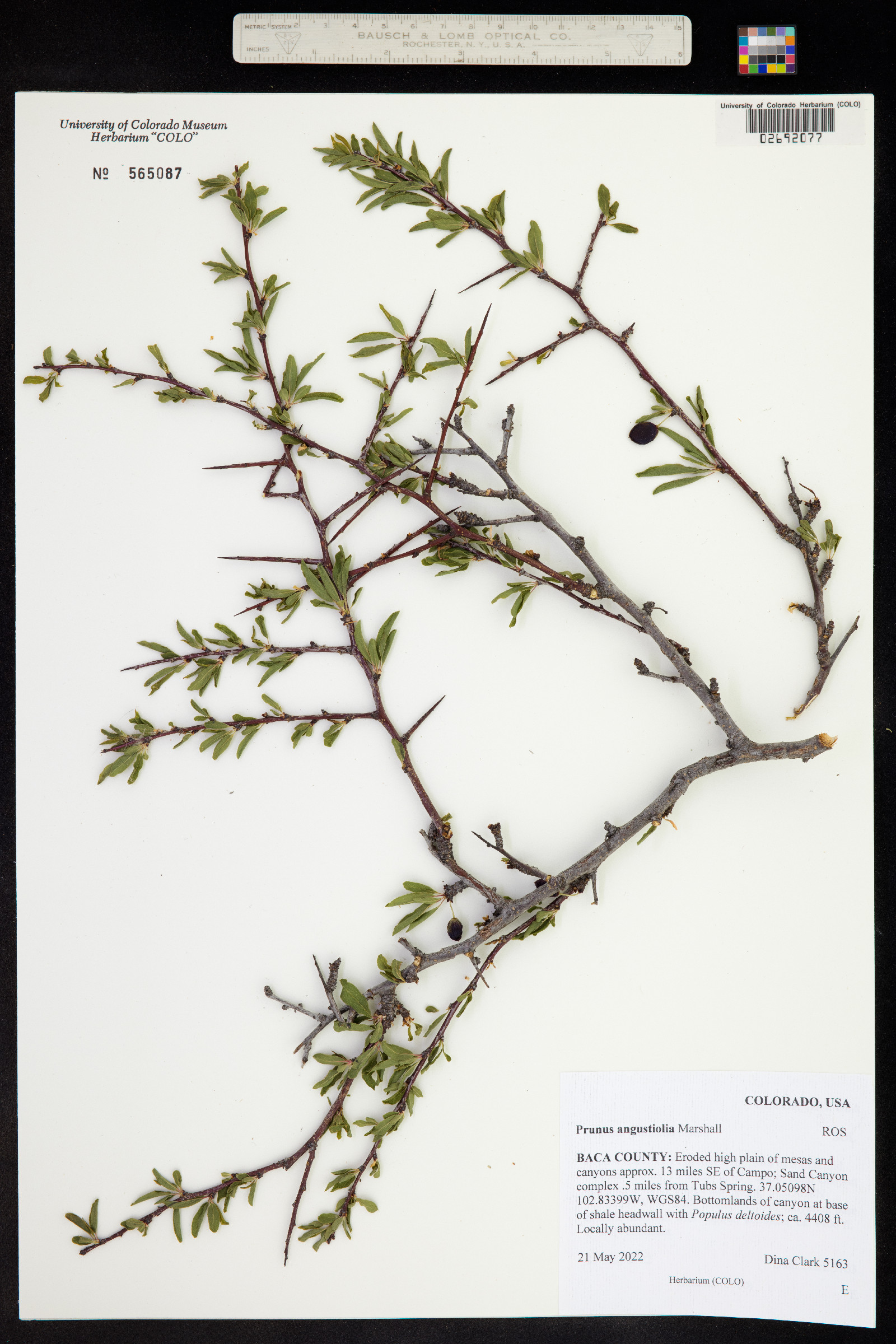Prunus angustifolia image