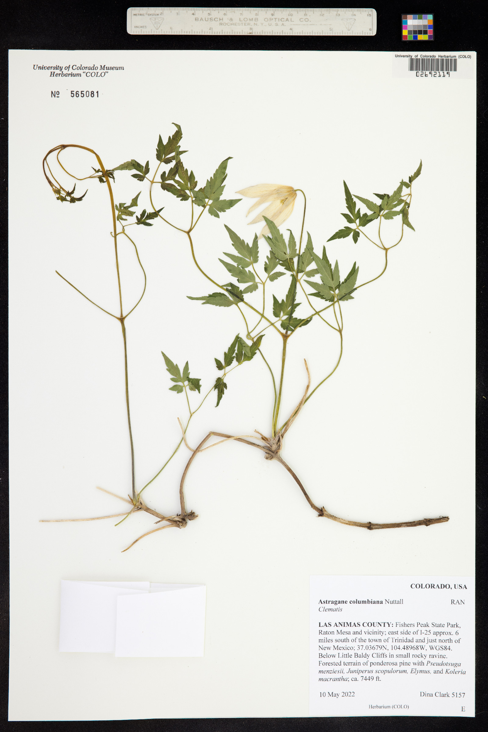 Clematis columbiana var. columbiana image