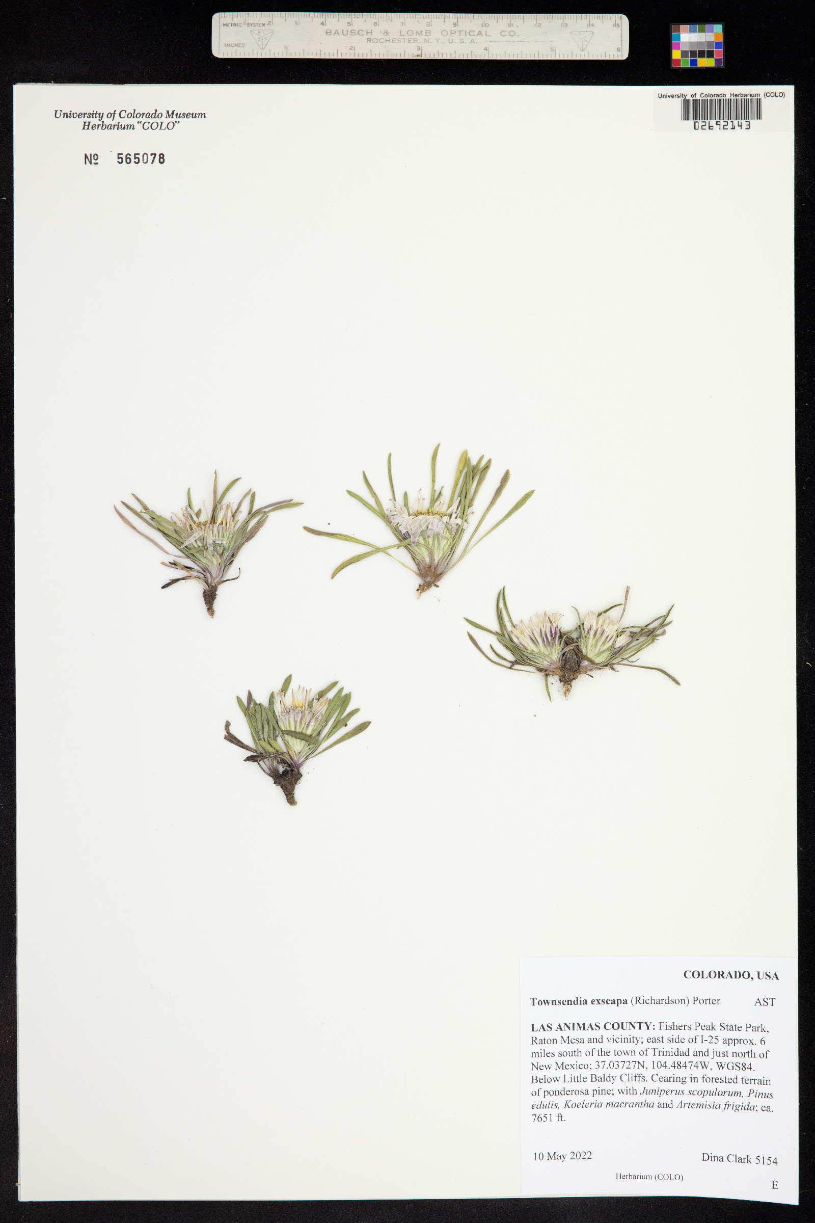 Townsendia exscapa image