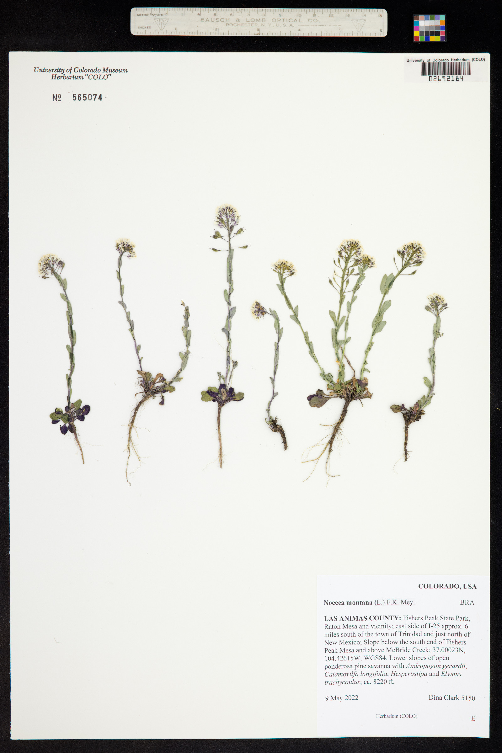 Noccaea fendleri image