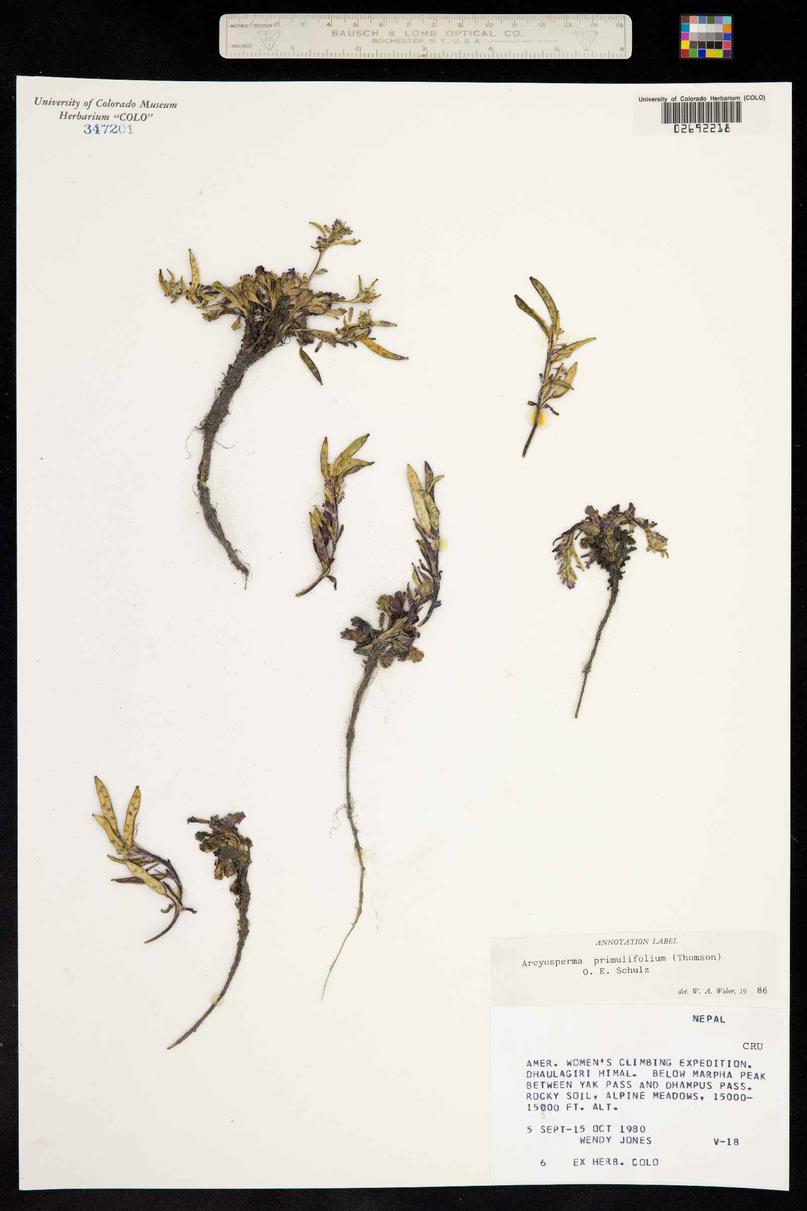 Arcyosperma primulifolium image