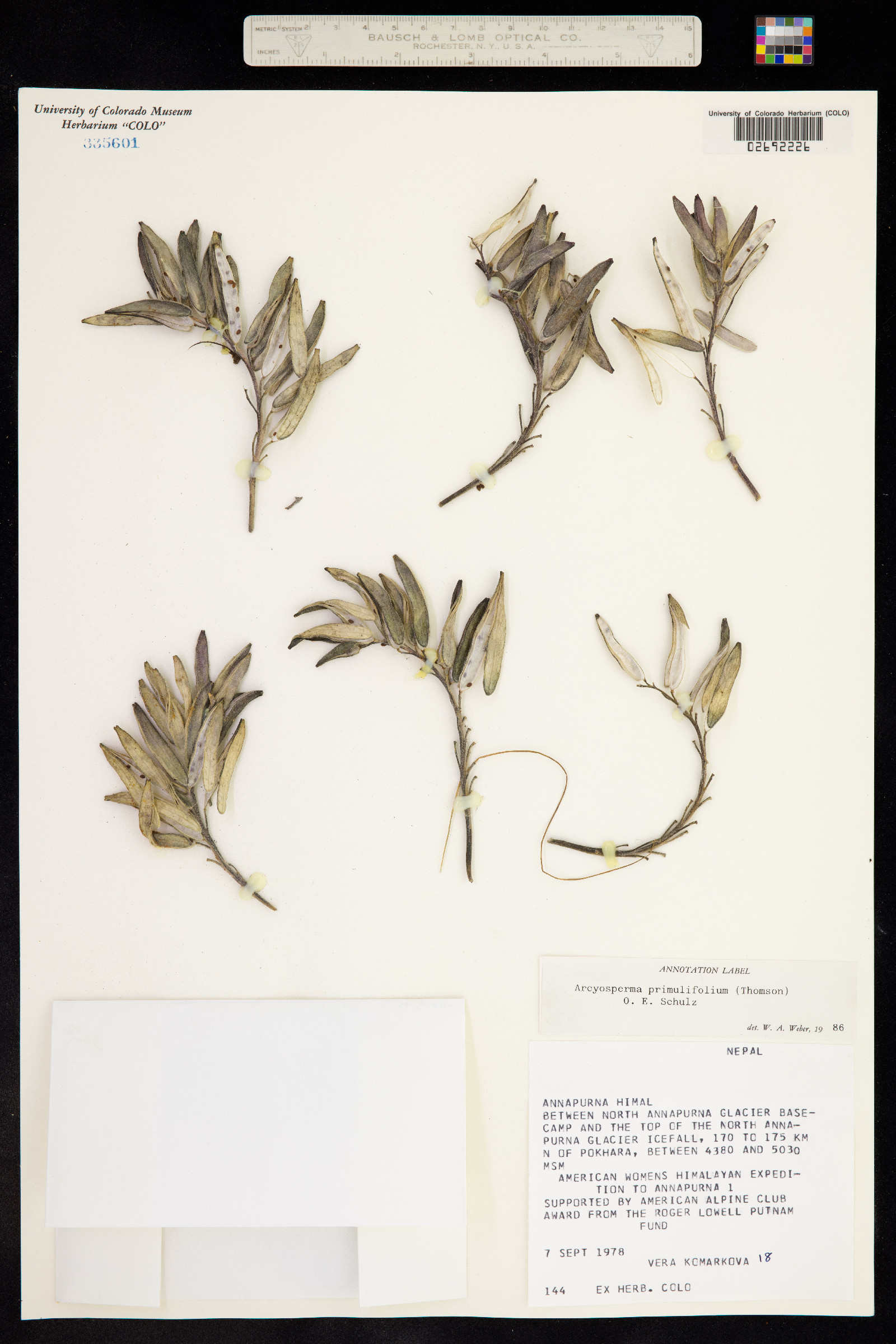 Arcyosperma image