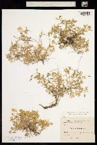 Image of Aubrieta columnae