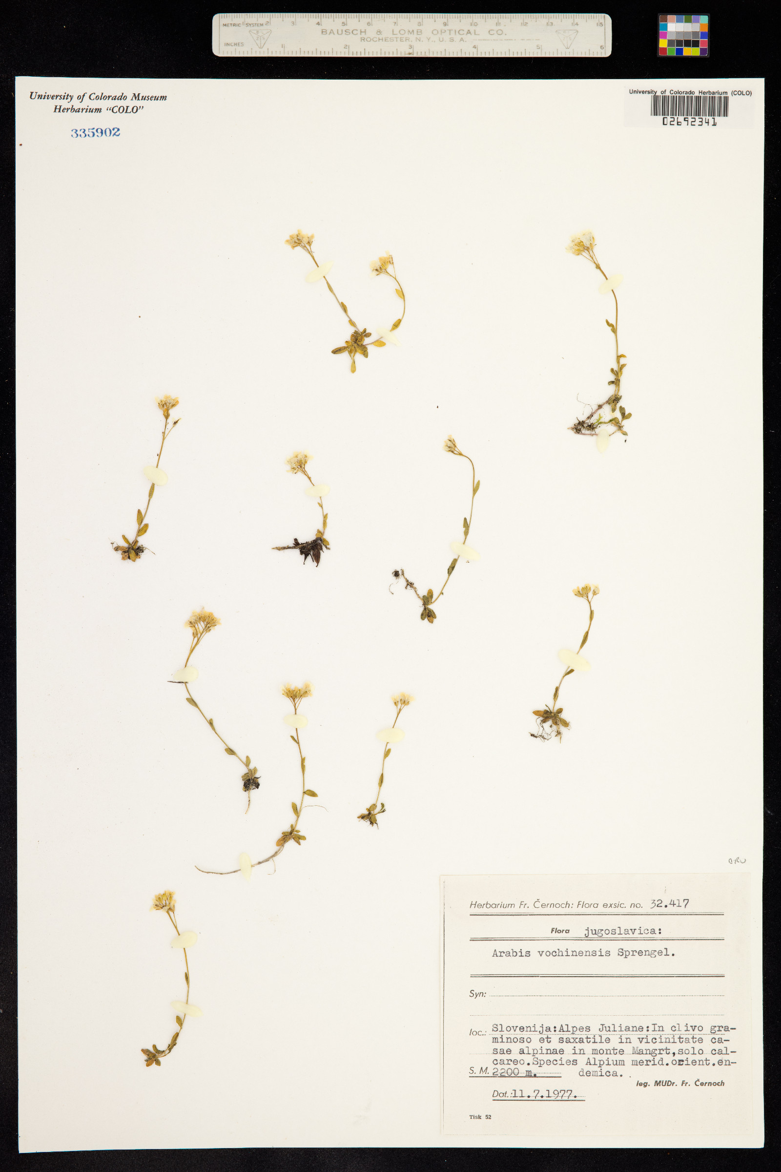 Arabis vochinensis image