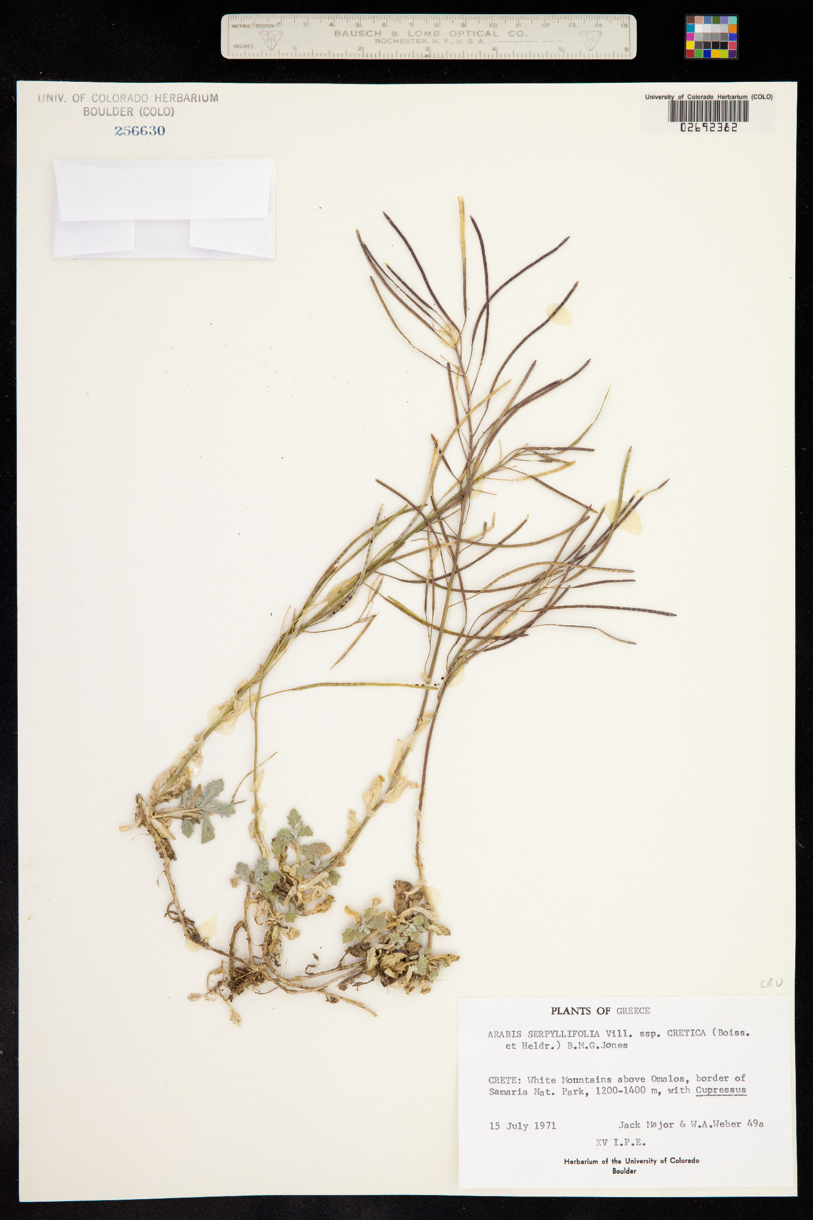 Arabis serpyllifolia image
