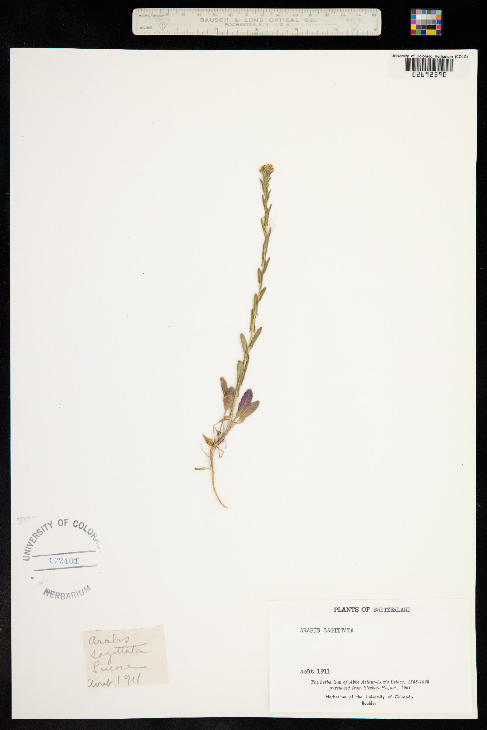 Arabis sagittata image
