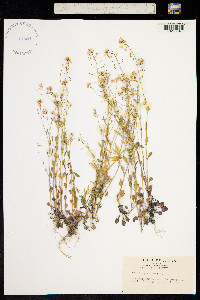 Arabidopsis halleri subsp. gemmifera image