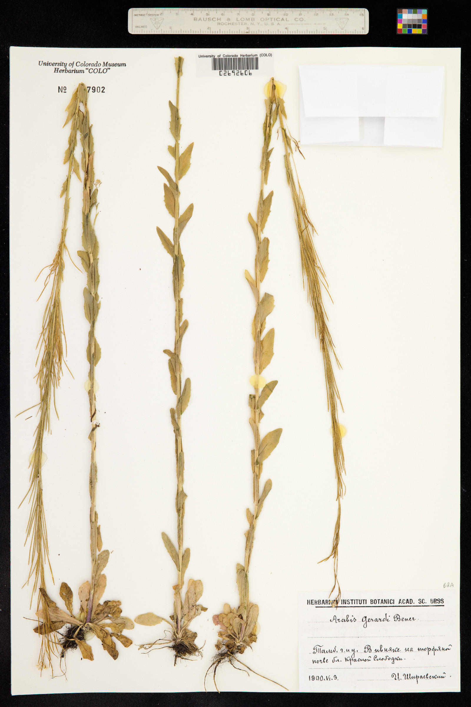 Arabis gerardii image