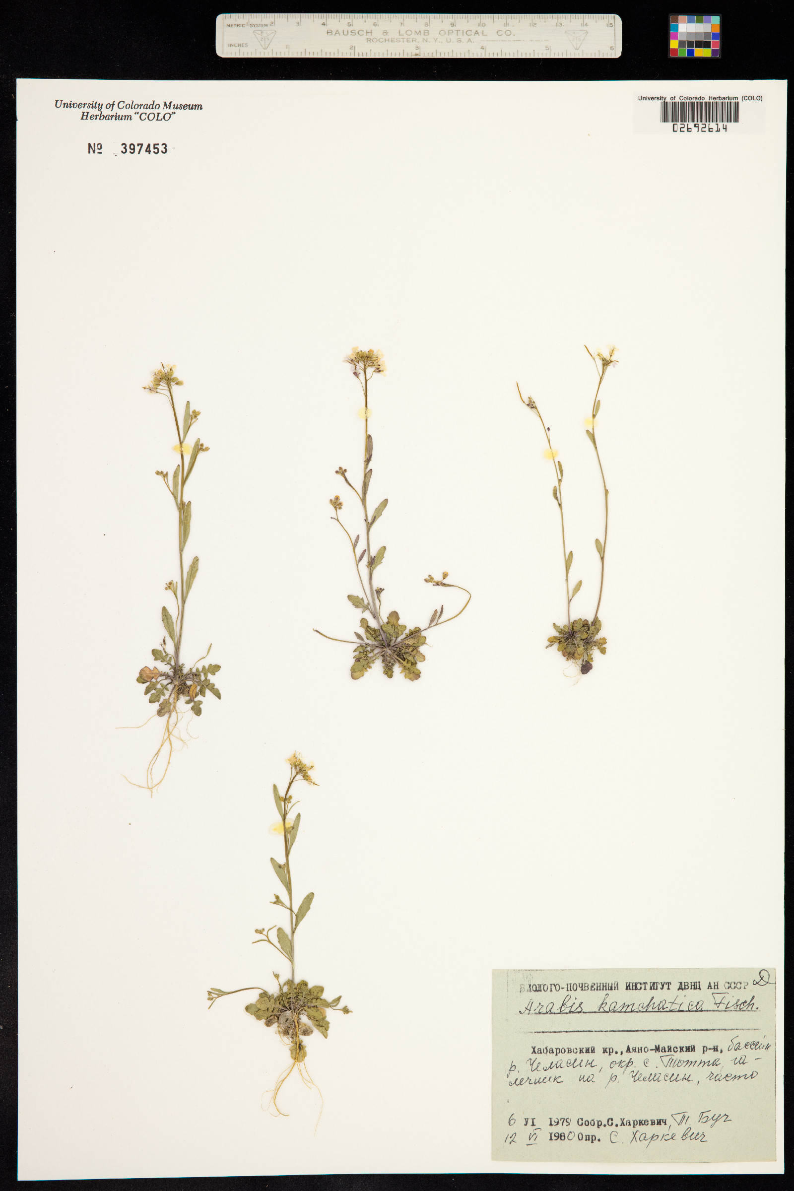 Arabidopsis lyrata ssp. kamchatica image