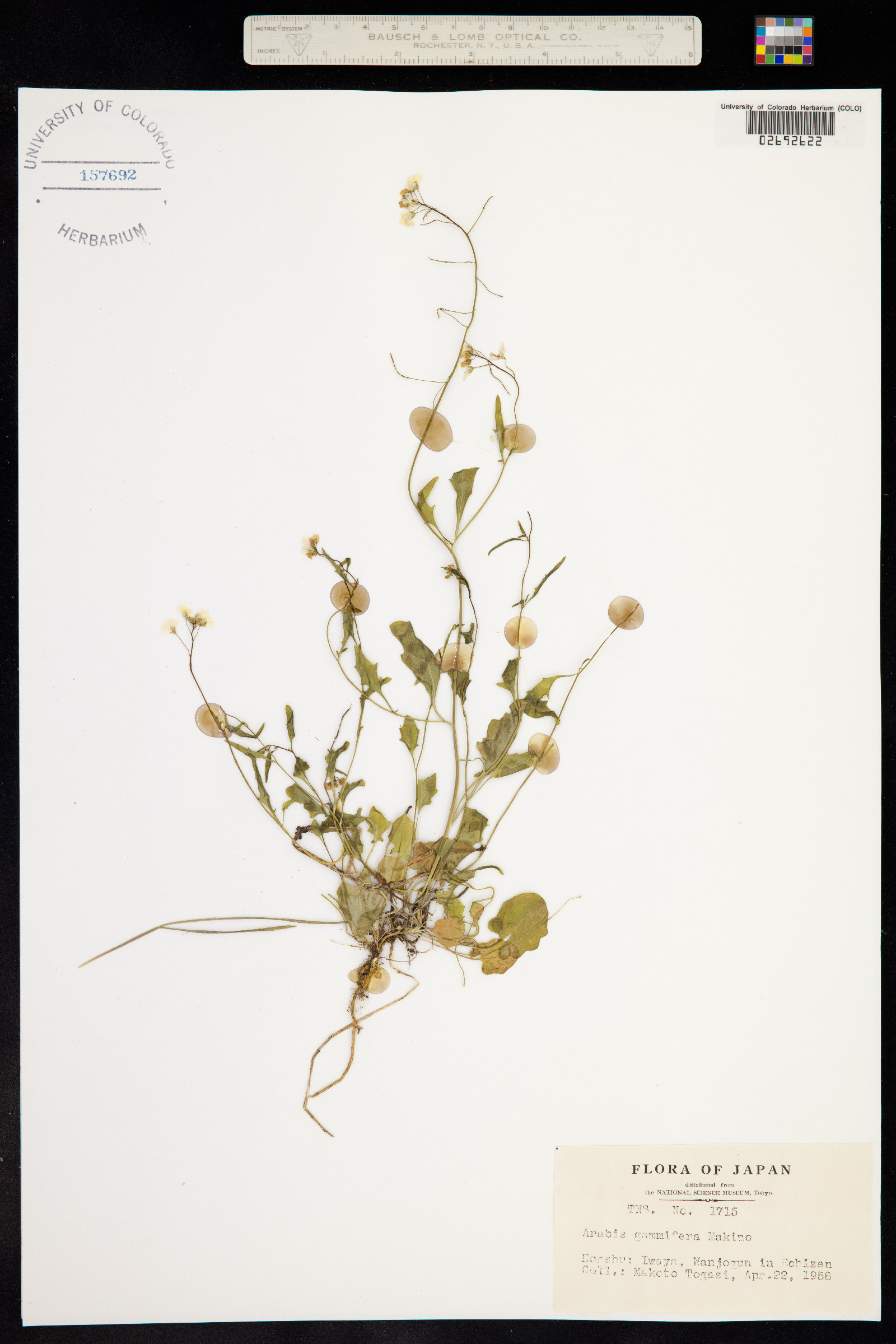 Arabidopsis halleri subsp. gemmifera image