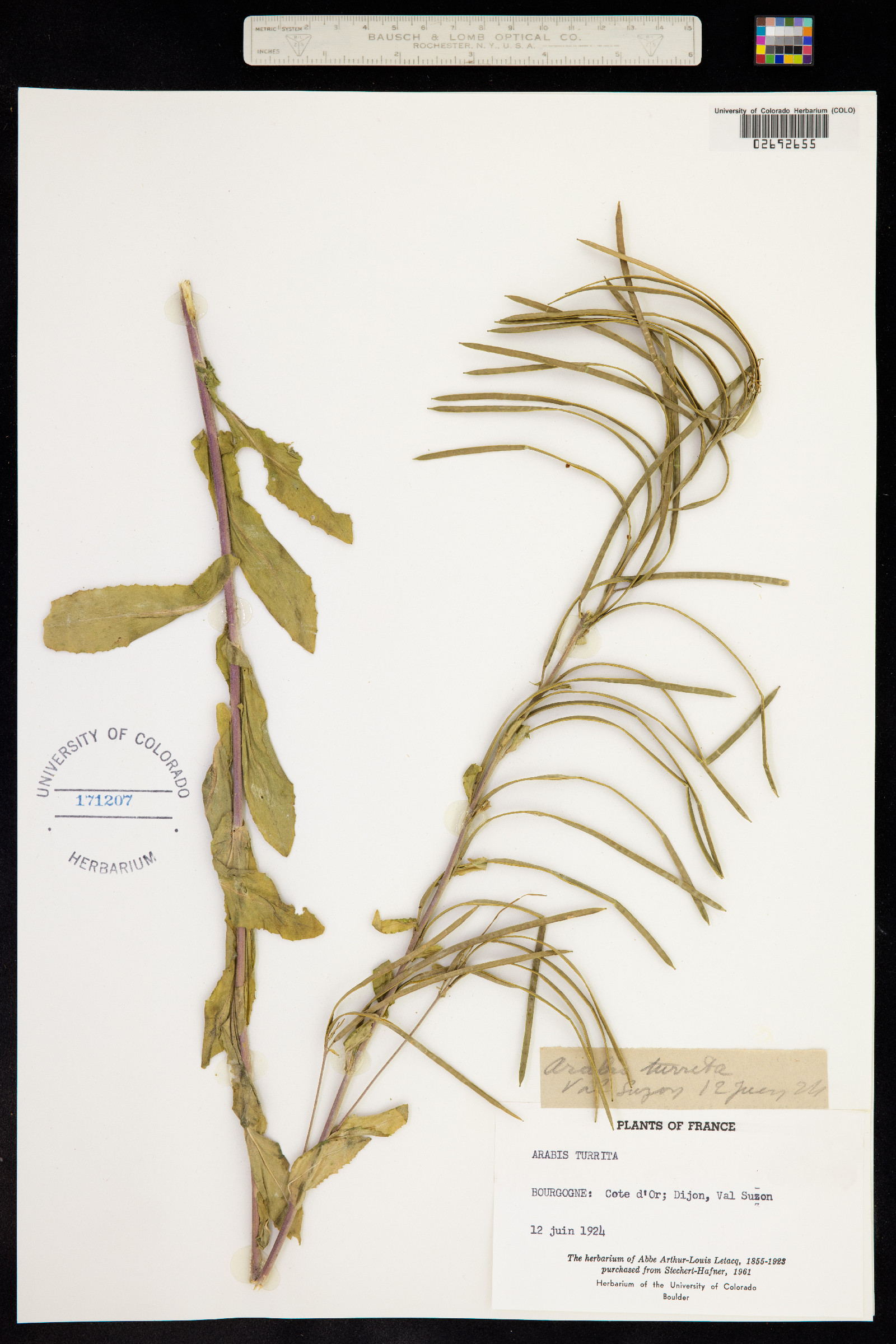 Arabis turrita image