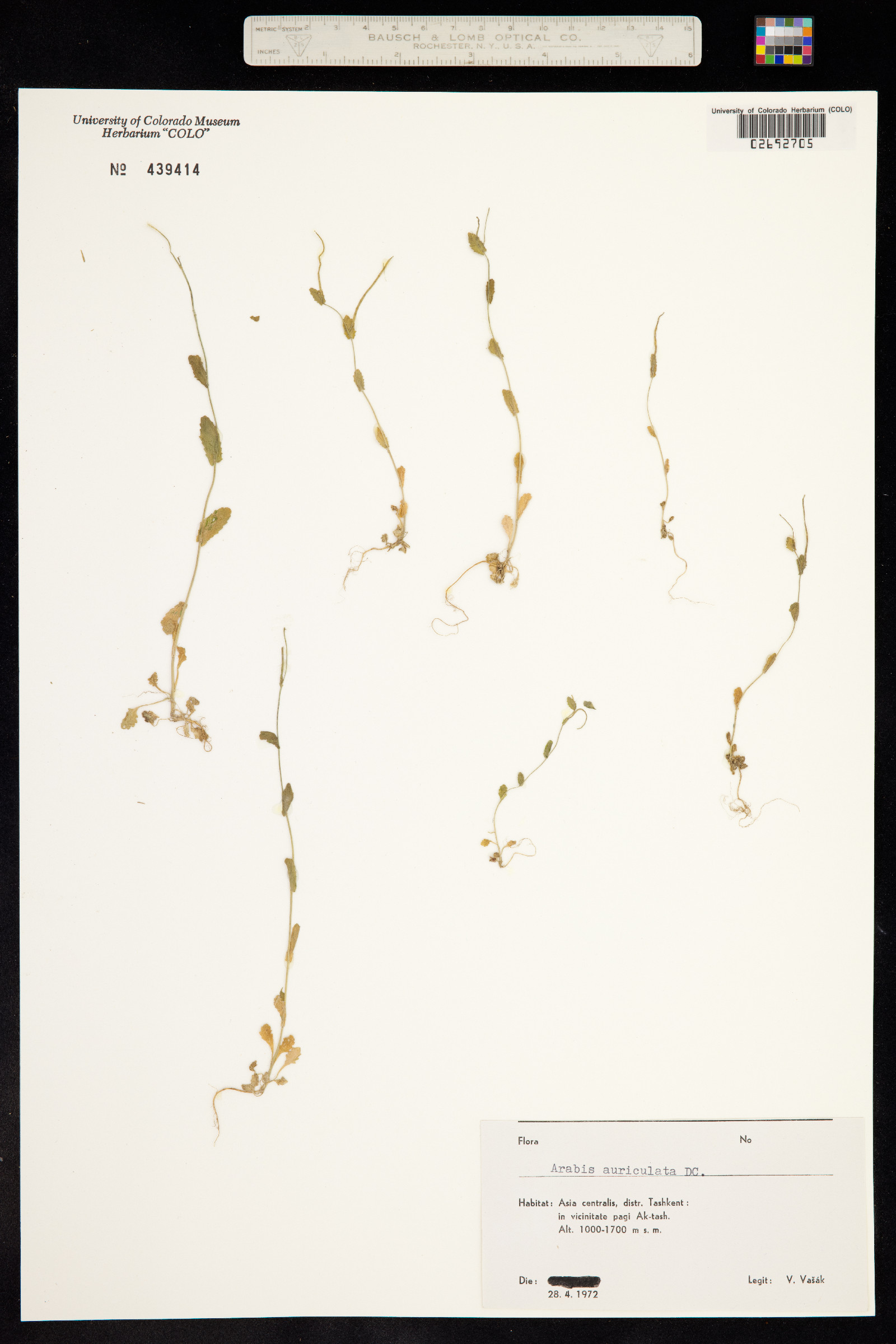Arabis auriculata image