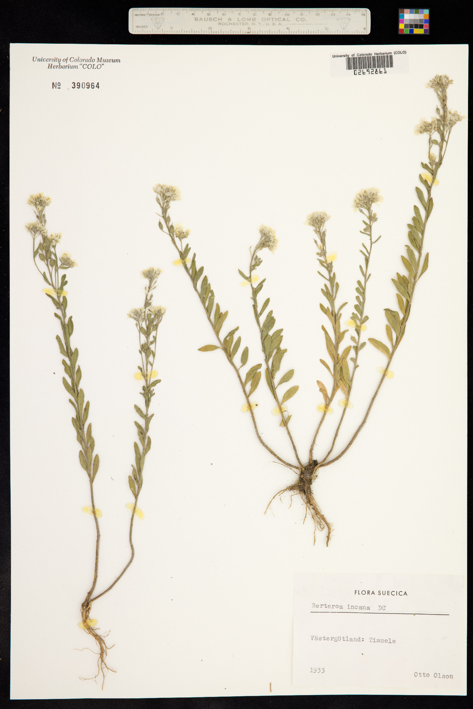 Berteroa incana image