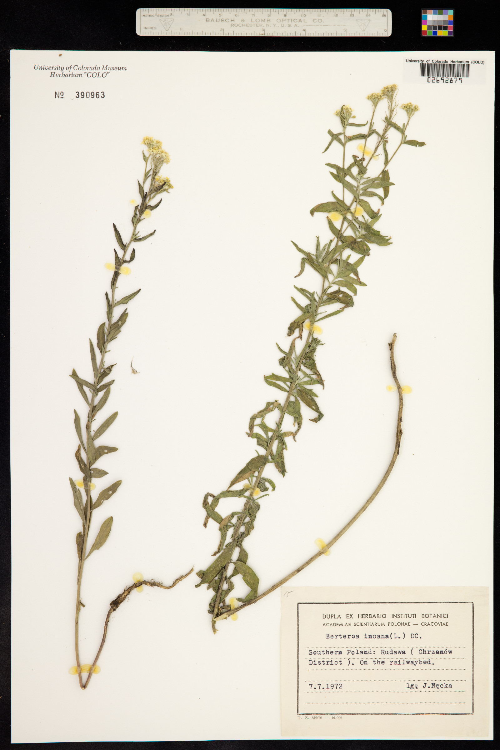 Berteroa image