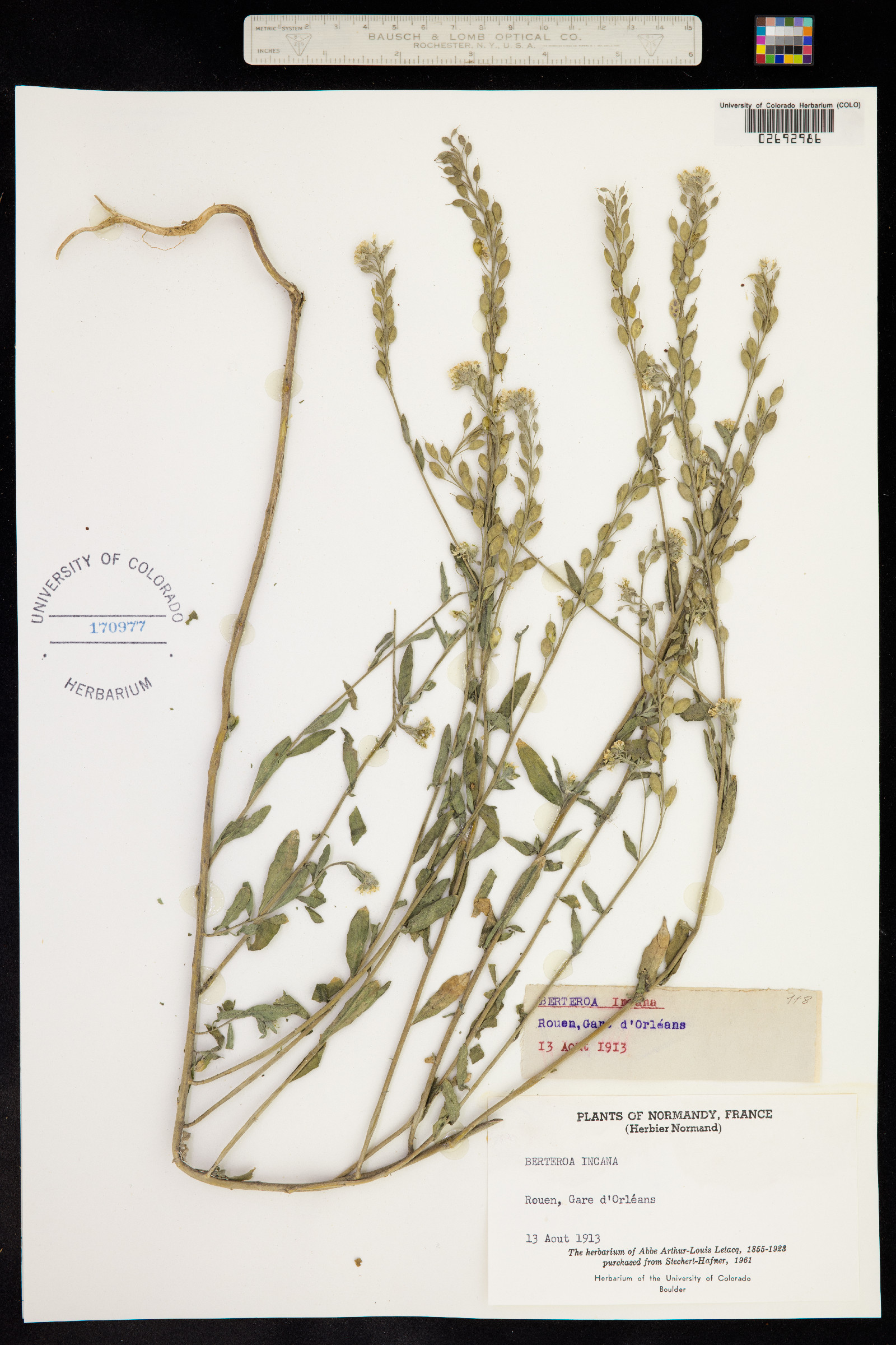 Berteroa incana image