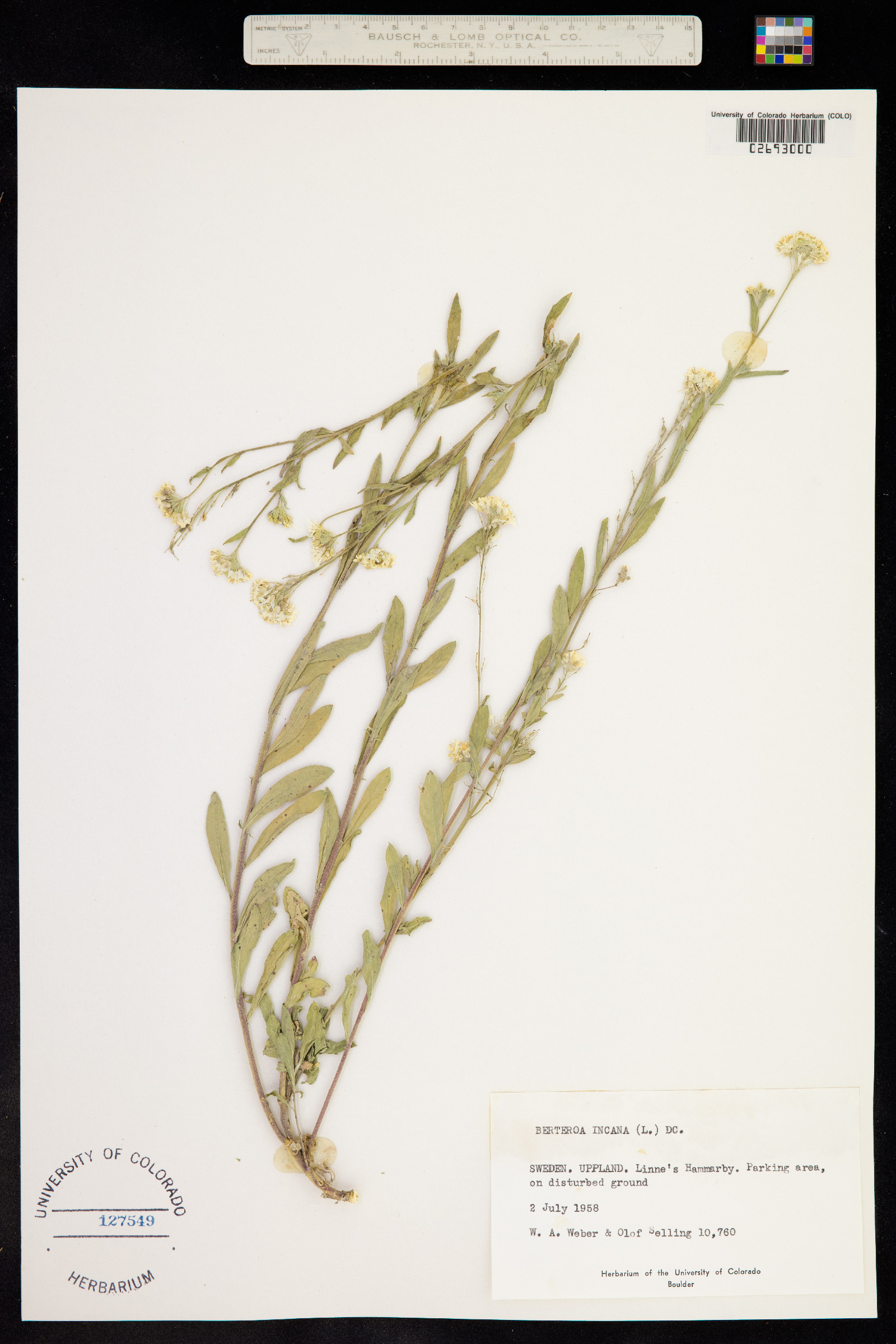 Berteroa incana image