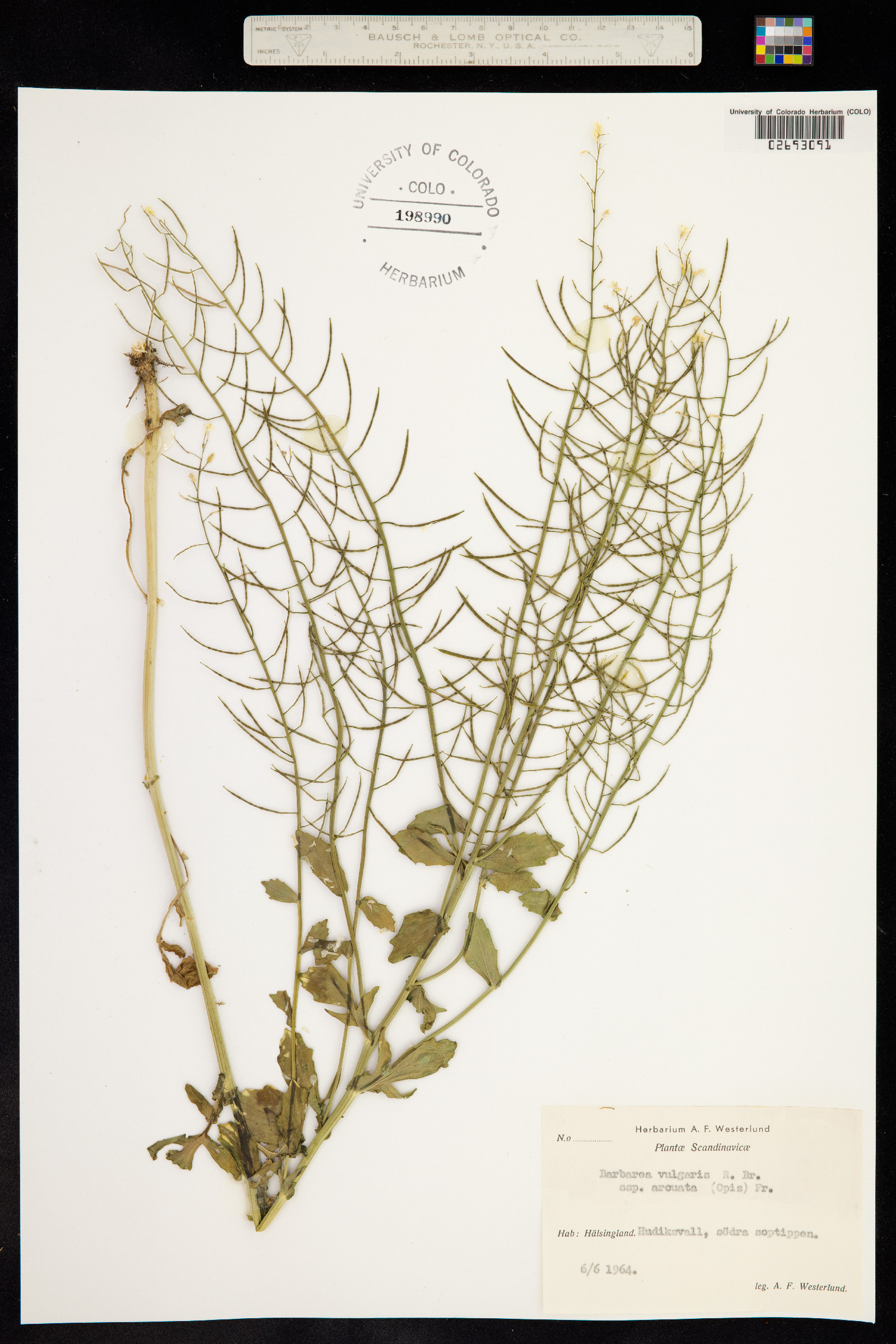 Barbarea vulgaris image