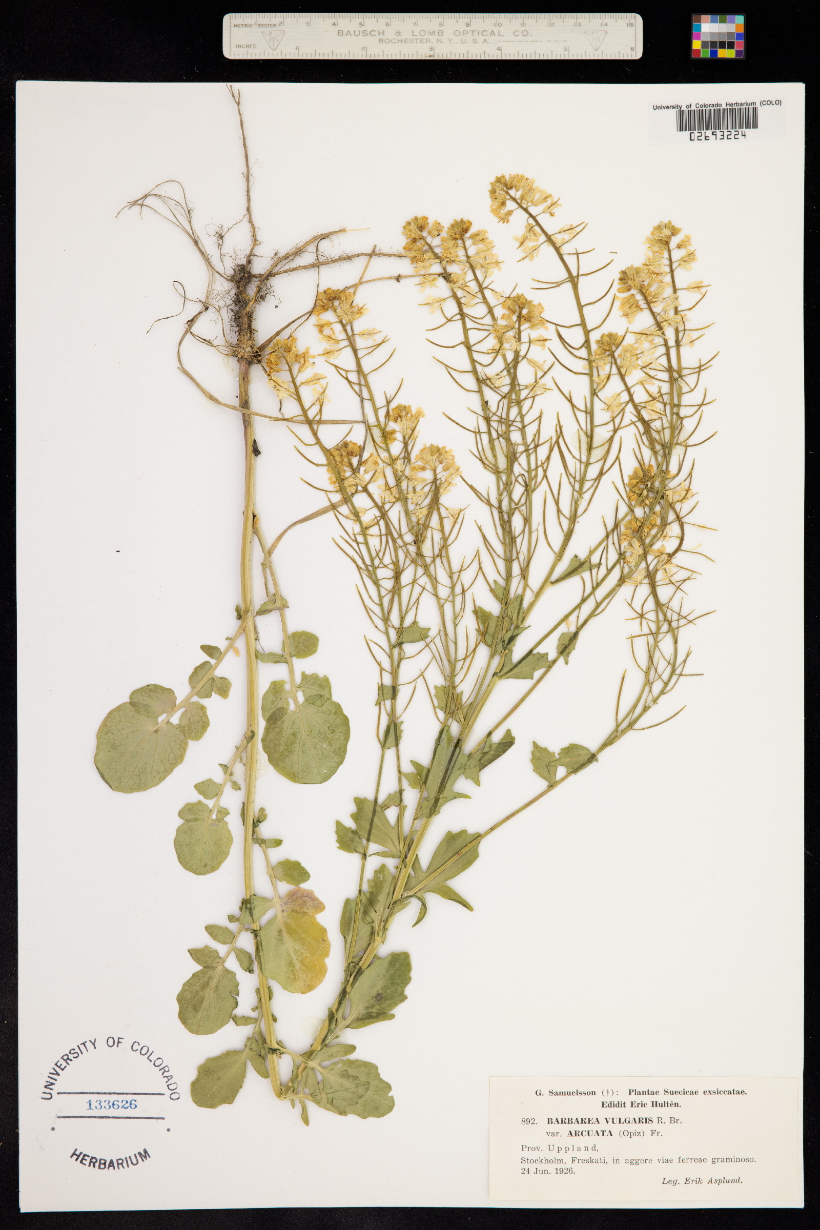 Barbarea vulgaris image