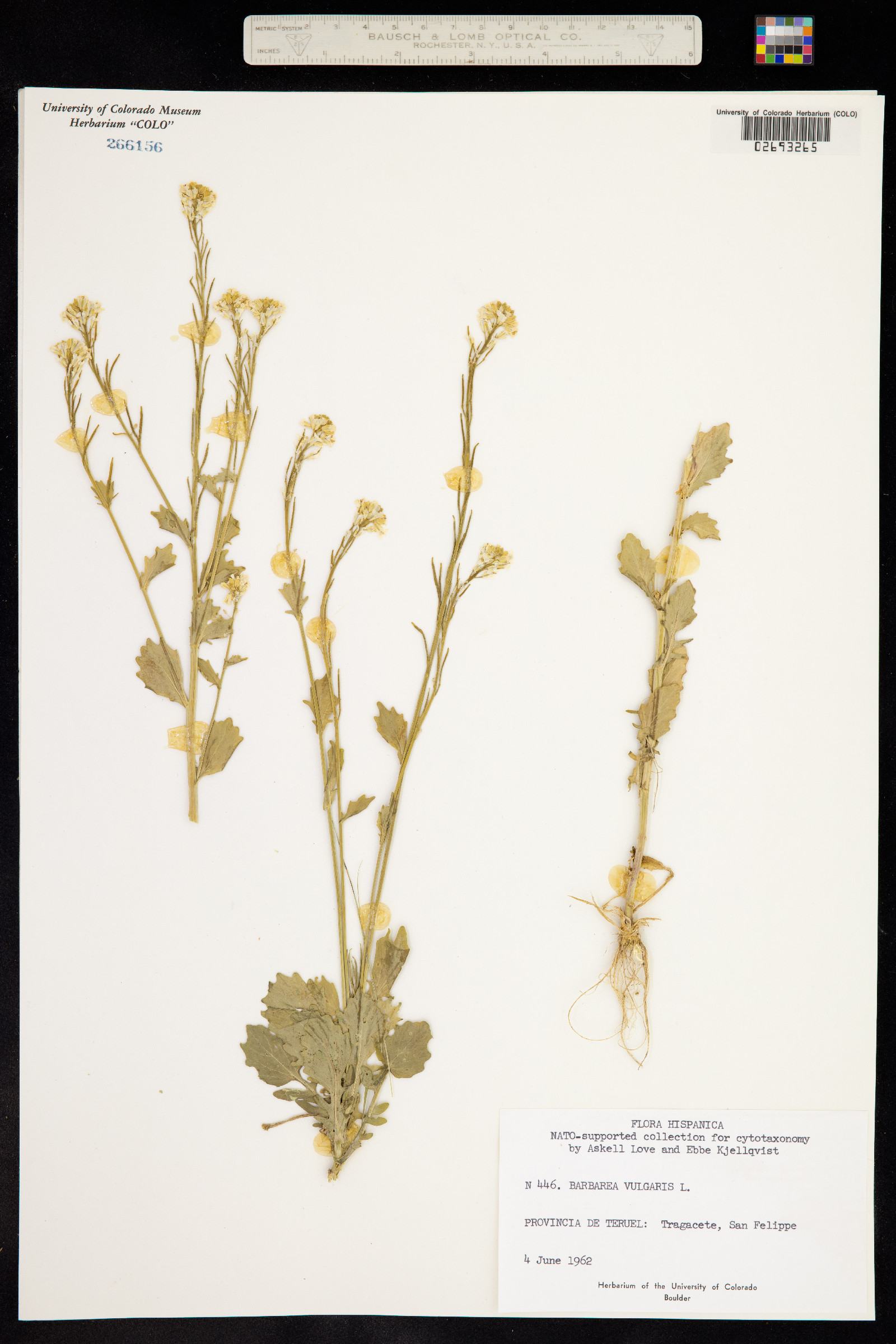 Barbarea vulgaris image