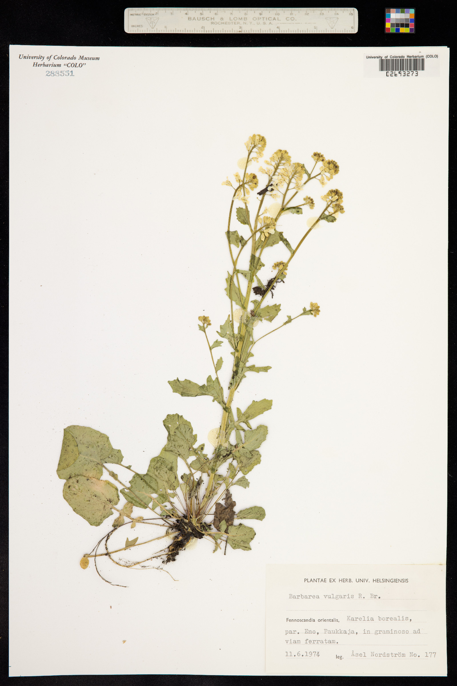 Barbarea vulgaris image