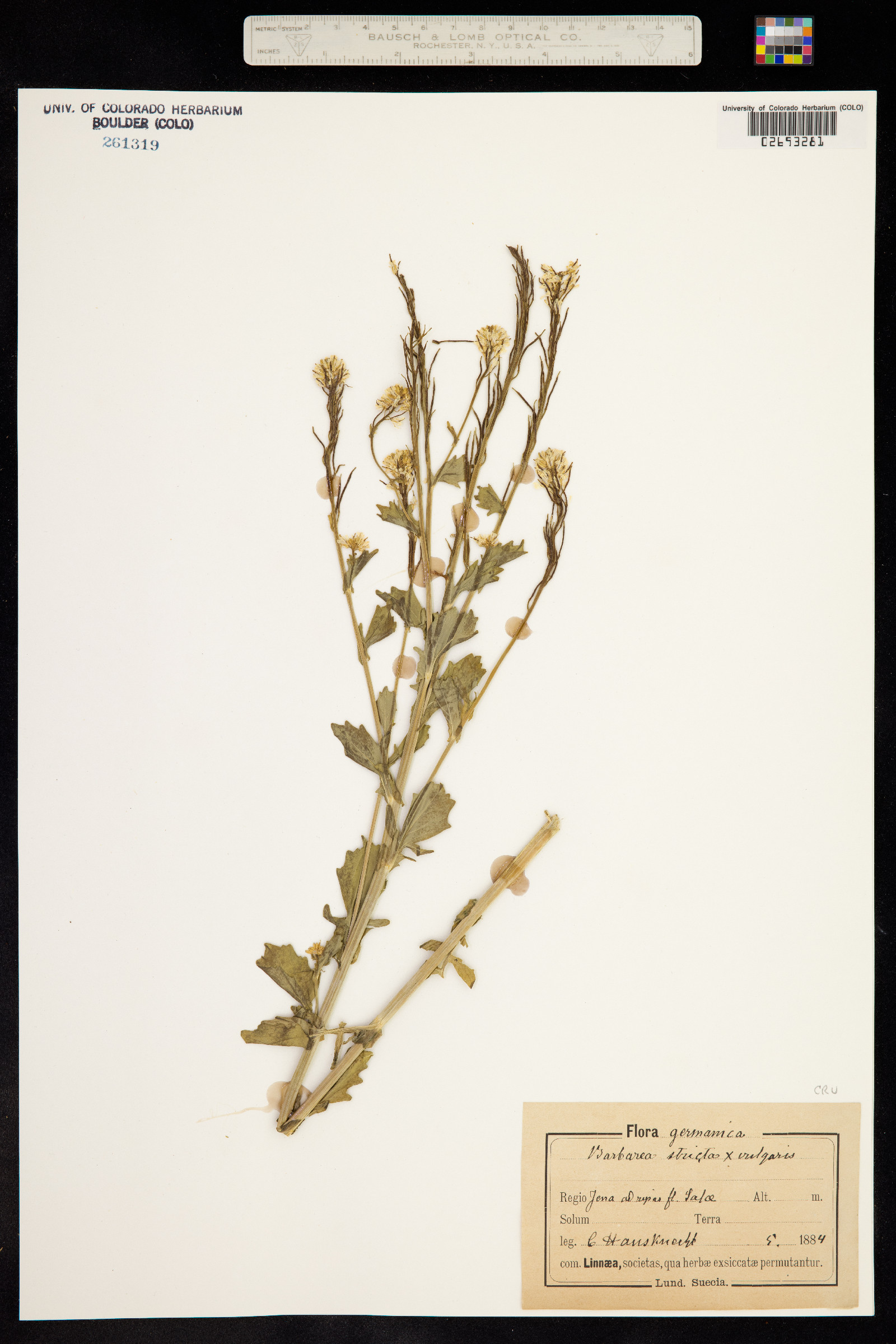 Barbarea vulgaris image