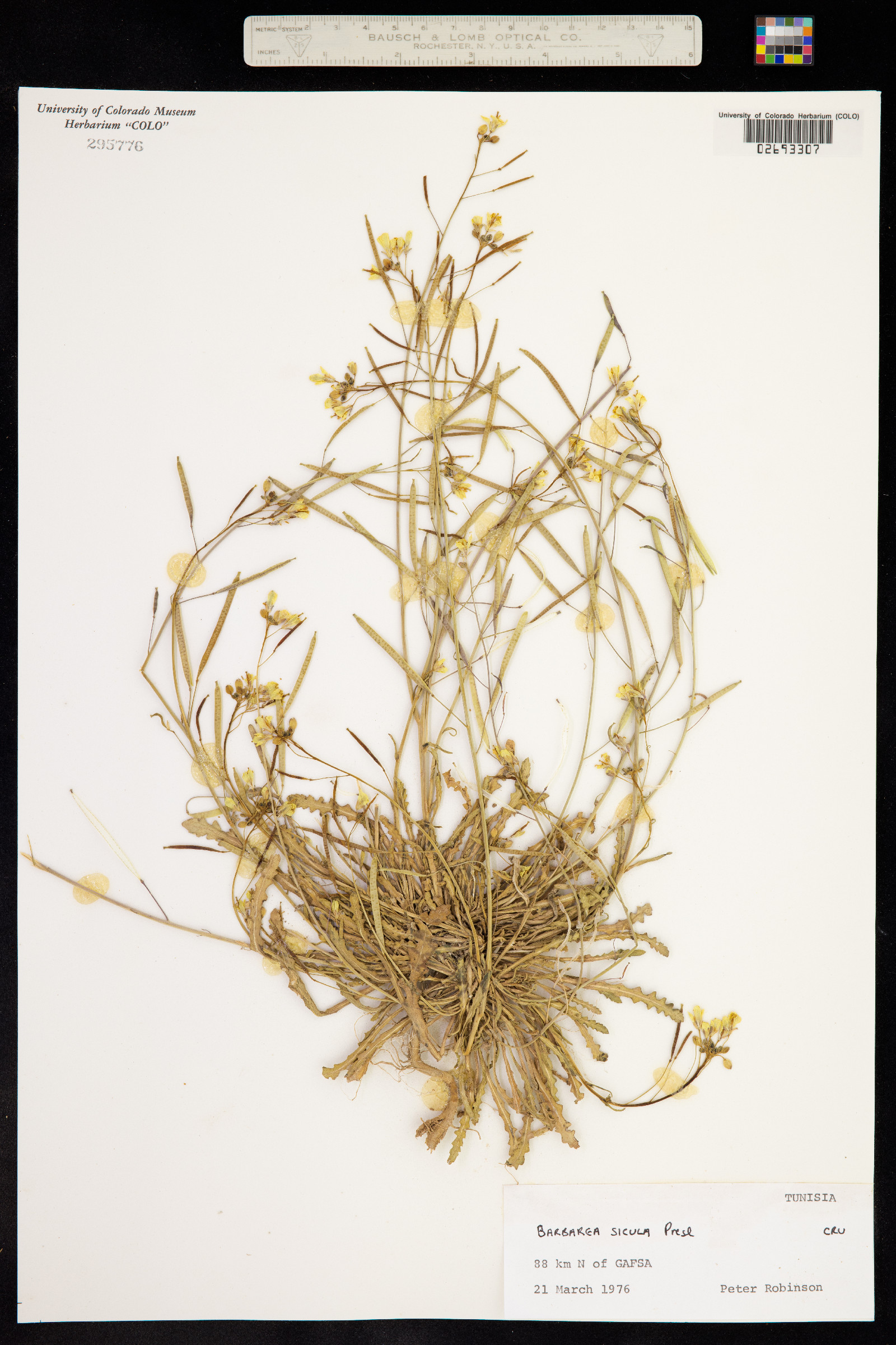 Barbarea sicula image