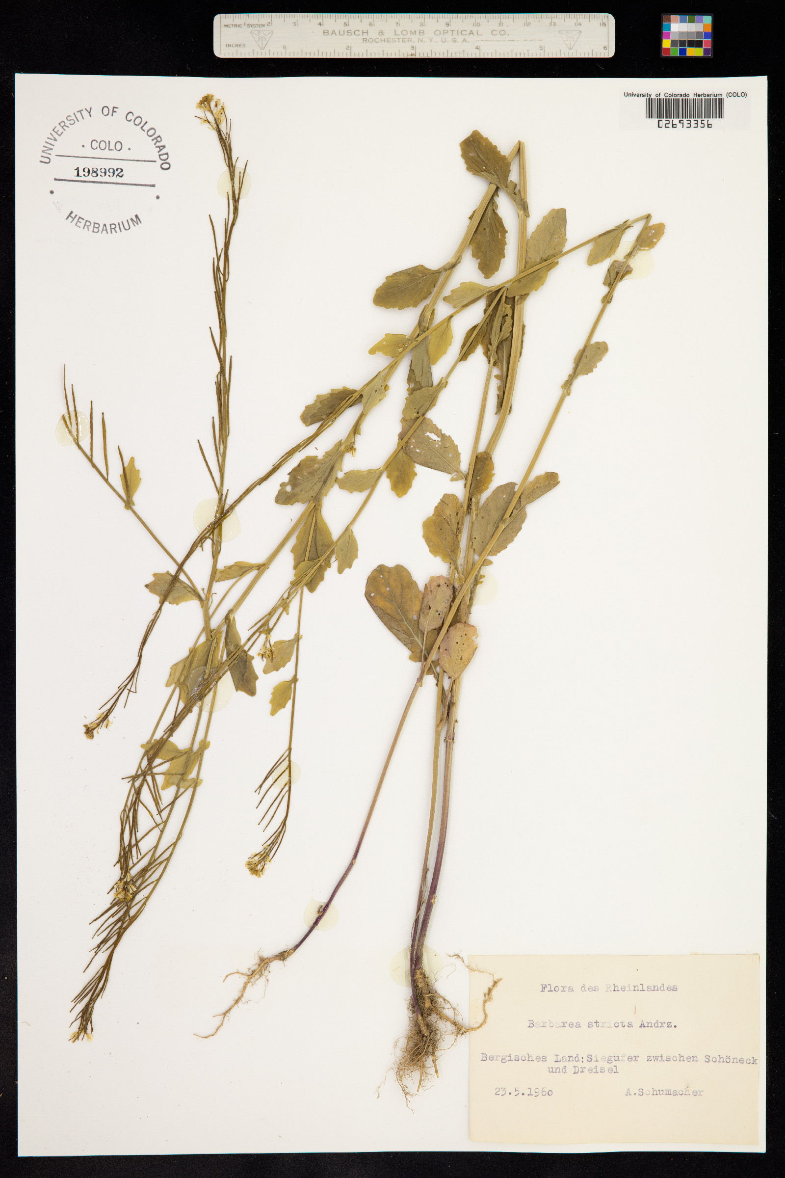 Barbarea stricta image