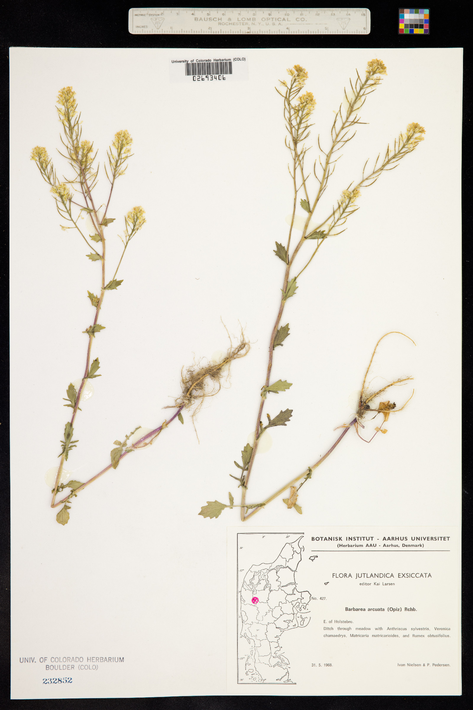 Barbarea vulgaris image