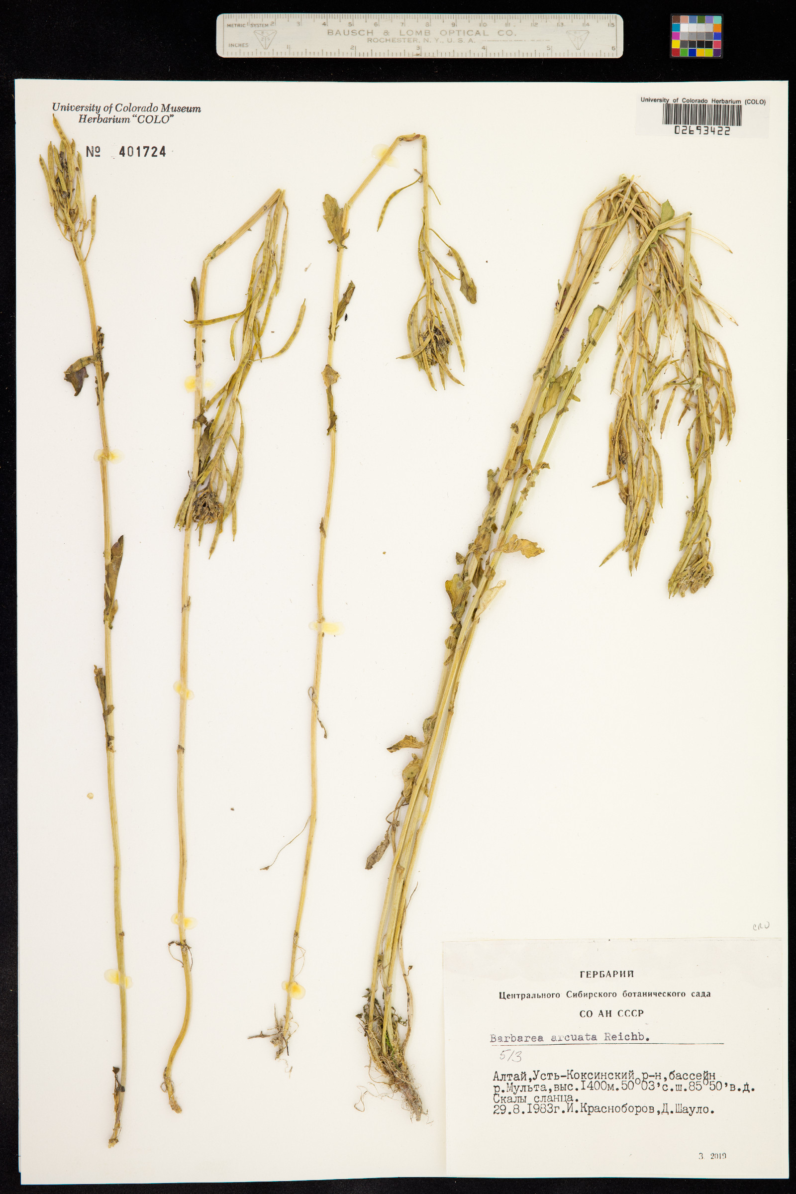 Barbarea vulgaris image