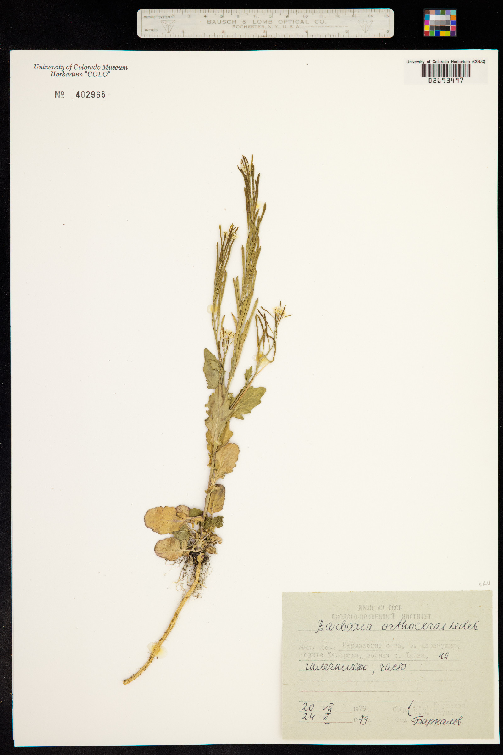 Barbarea orthoceras image