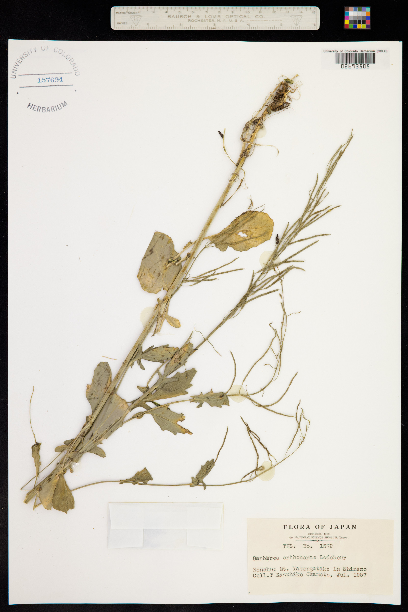 Barbarea orthoceras image