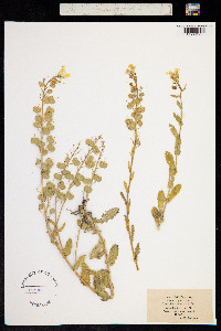 Biscutella cichoriifolia image