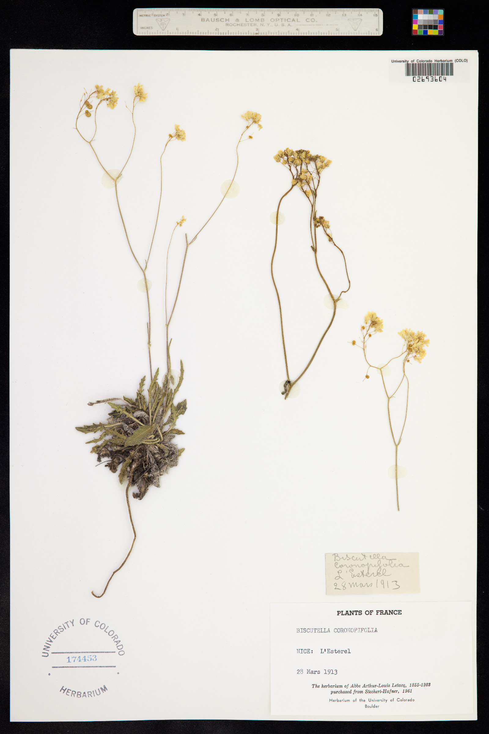 Biscutella coronopifolia image