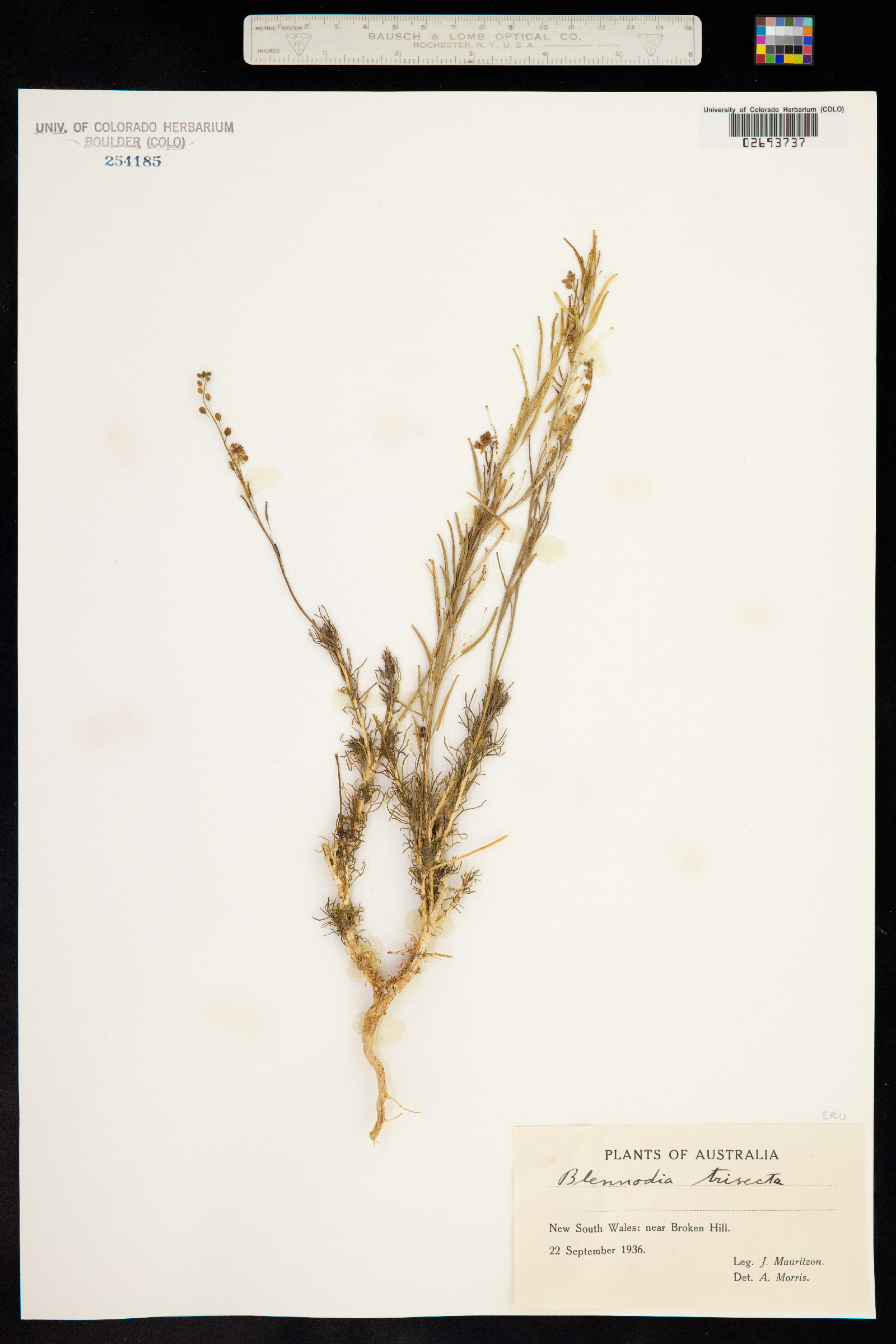 Arabidella trisecta image