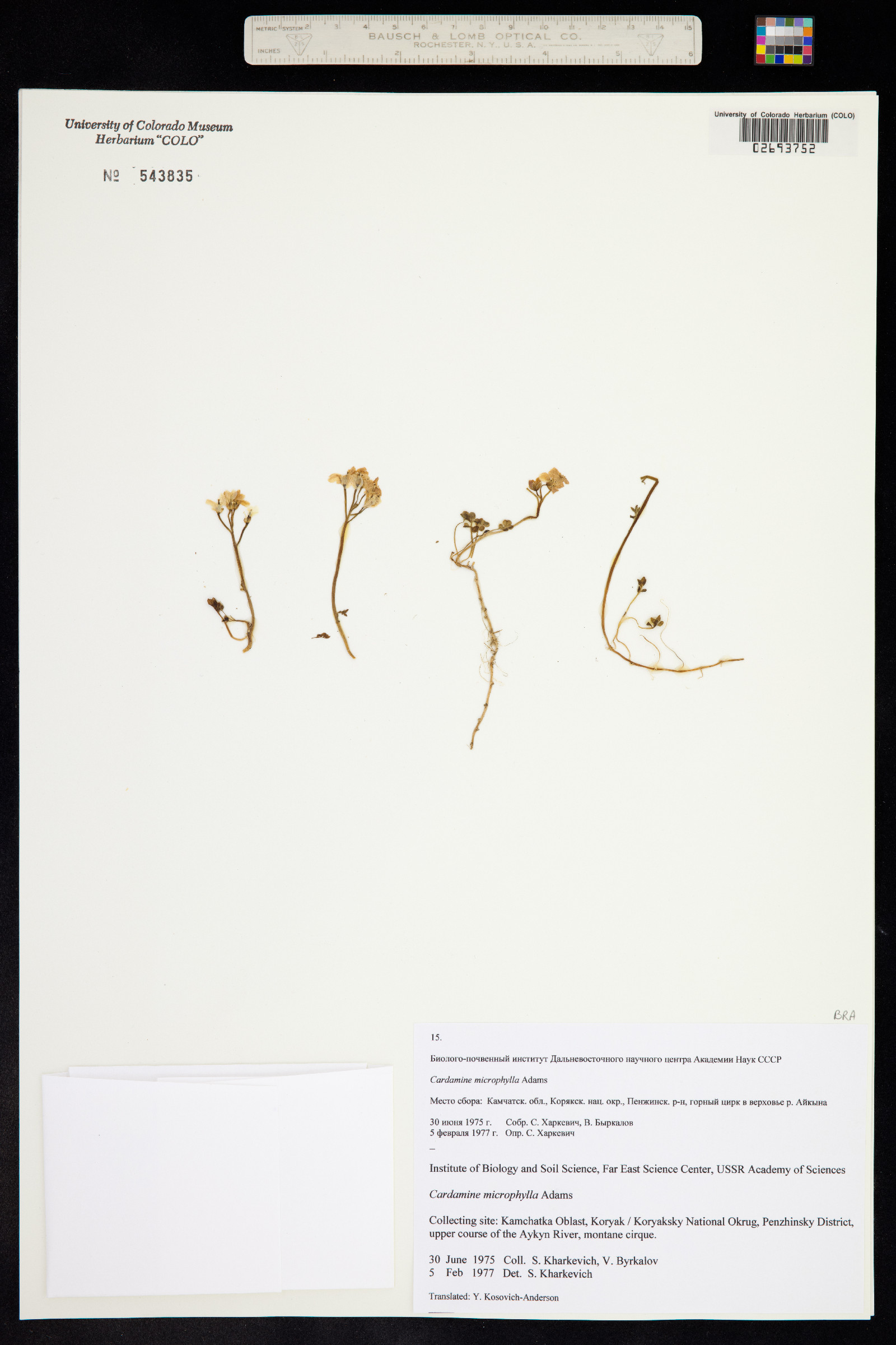 Cardamine microphylla image